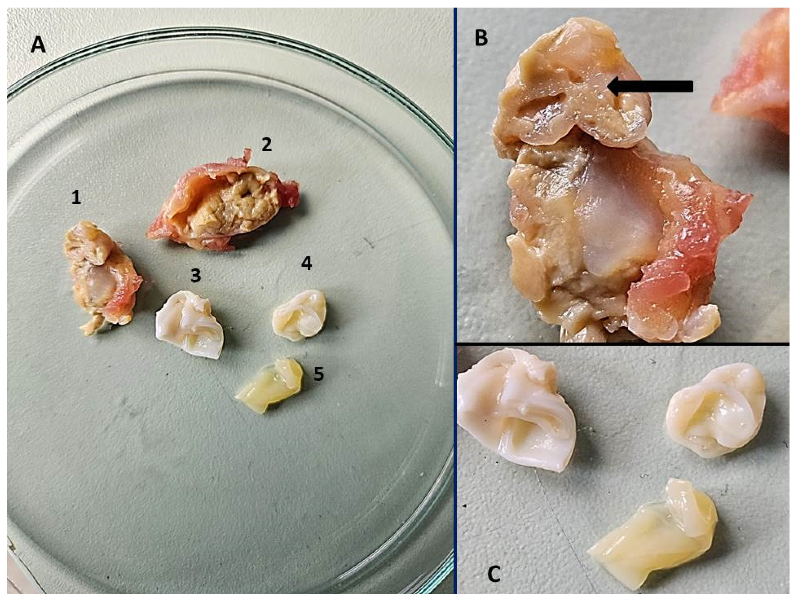 Pathogens 14 00343 g003