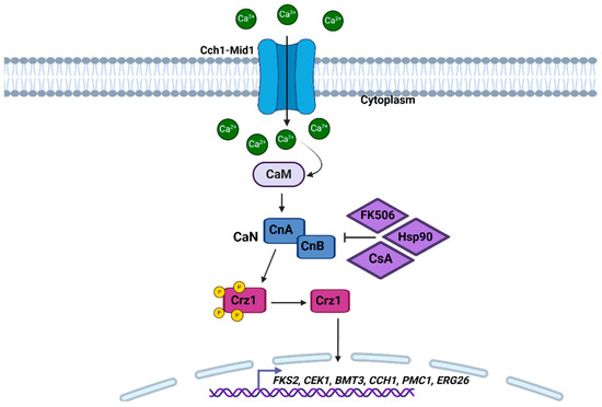 Pathogens 14 00350 g002
