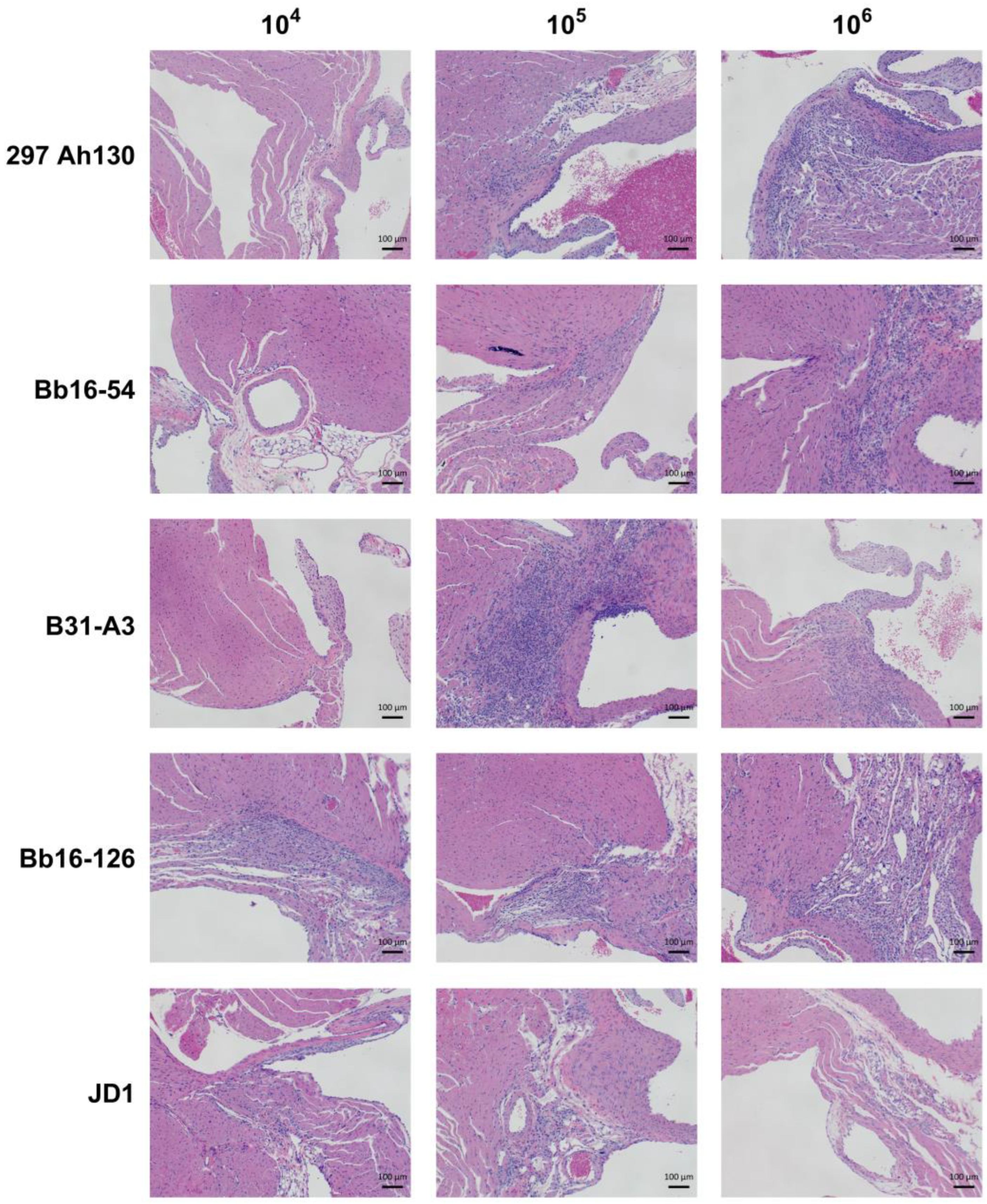 Pathogens 14 00352 g004