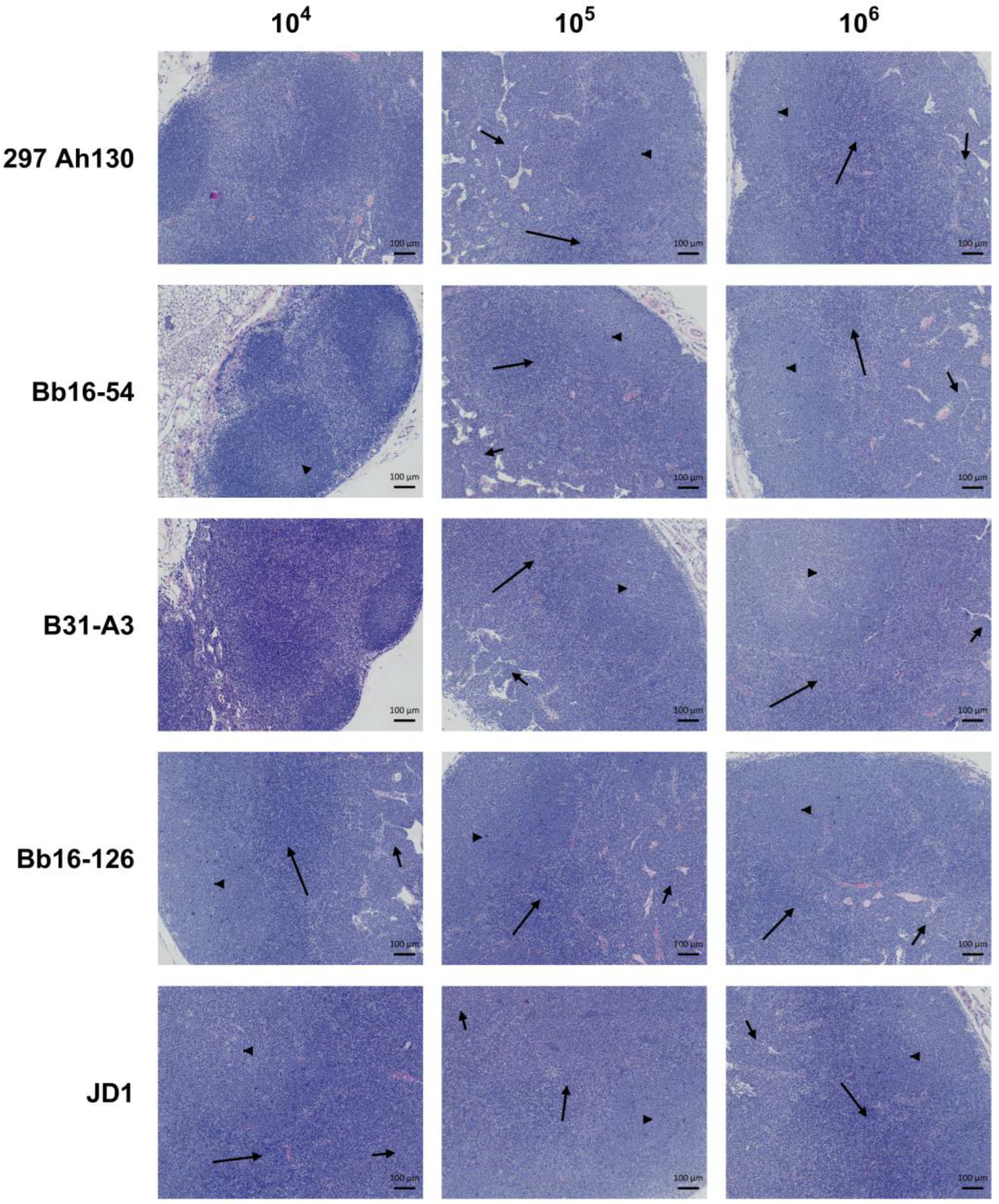 Pathogens 14 00352 g006