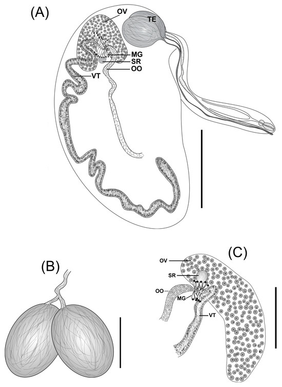 Pathogens 14 00359 g001