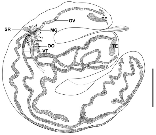 Pathogens 14 00359 g002