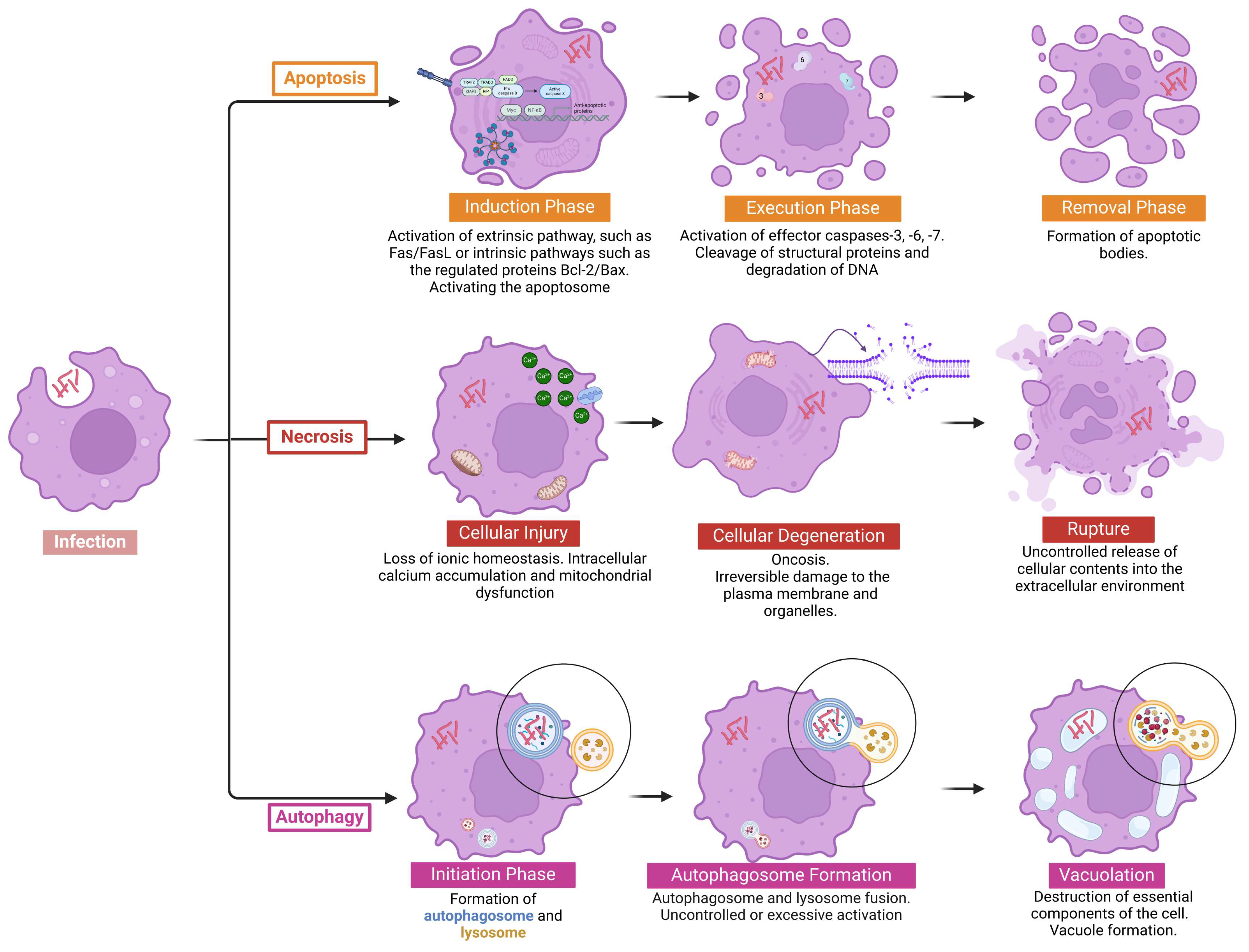 Pathogens 14 00391 g001 Pathogens 14 00391 g001