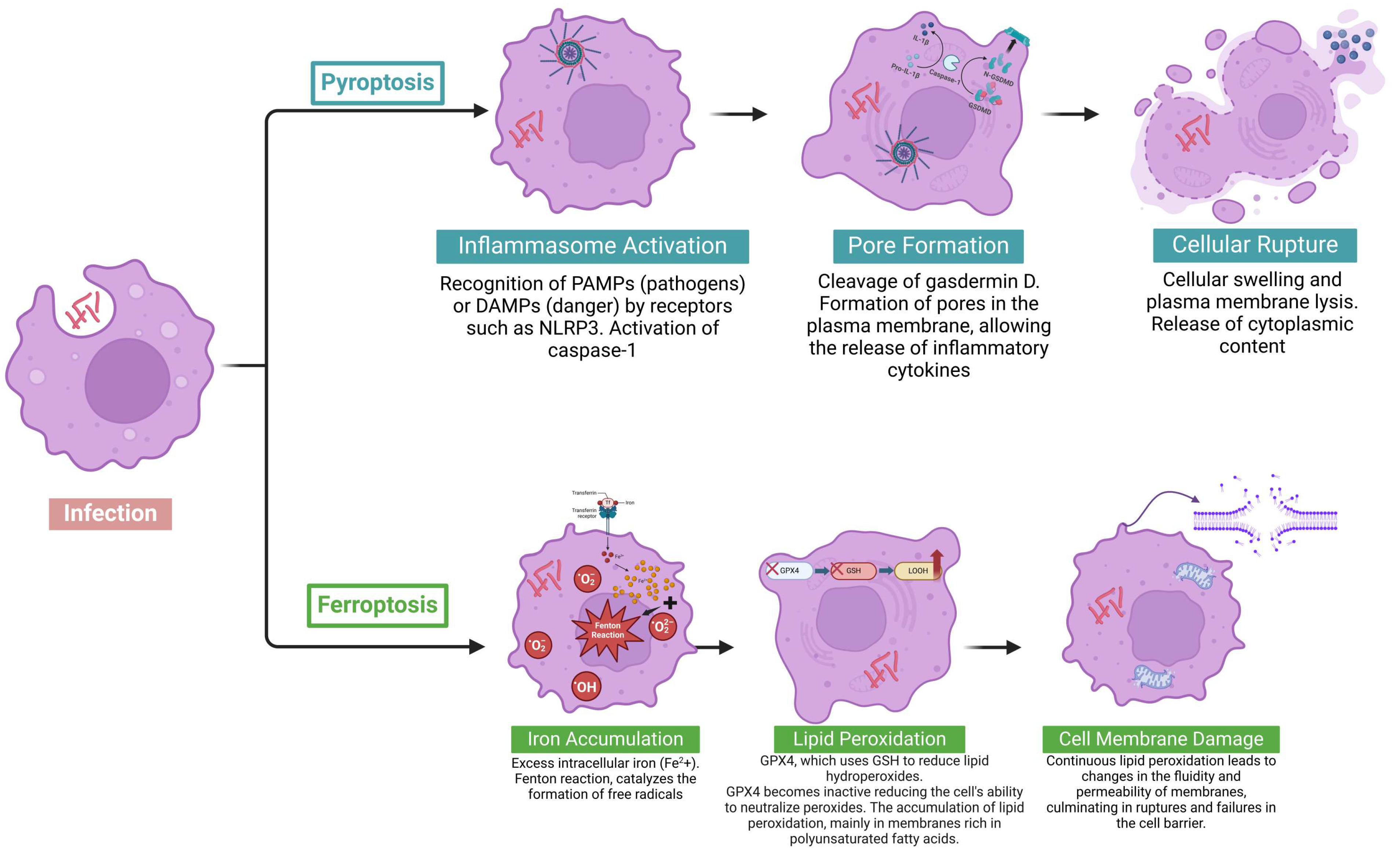 Pathogens 14 00391 g002 Pathogens 14 00391 g002