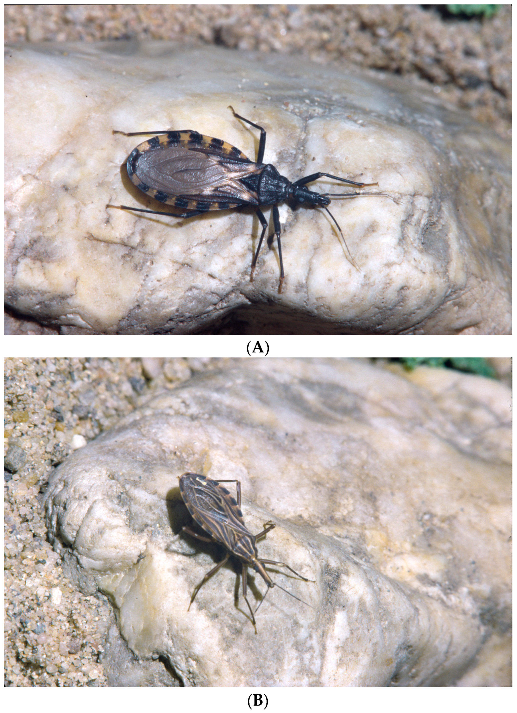 Pathogens 14 00392 g001