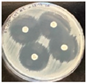 Pathogens 14 00417 i001 Pathogens 14 00417 i001