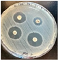 Pathogens 14 00417 i002 Pathogens 14 00417 i002
