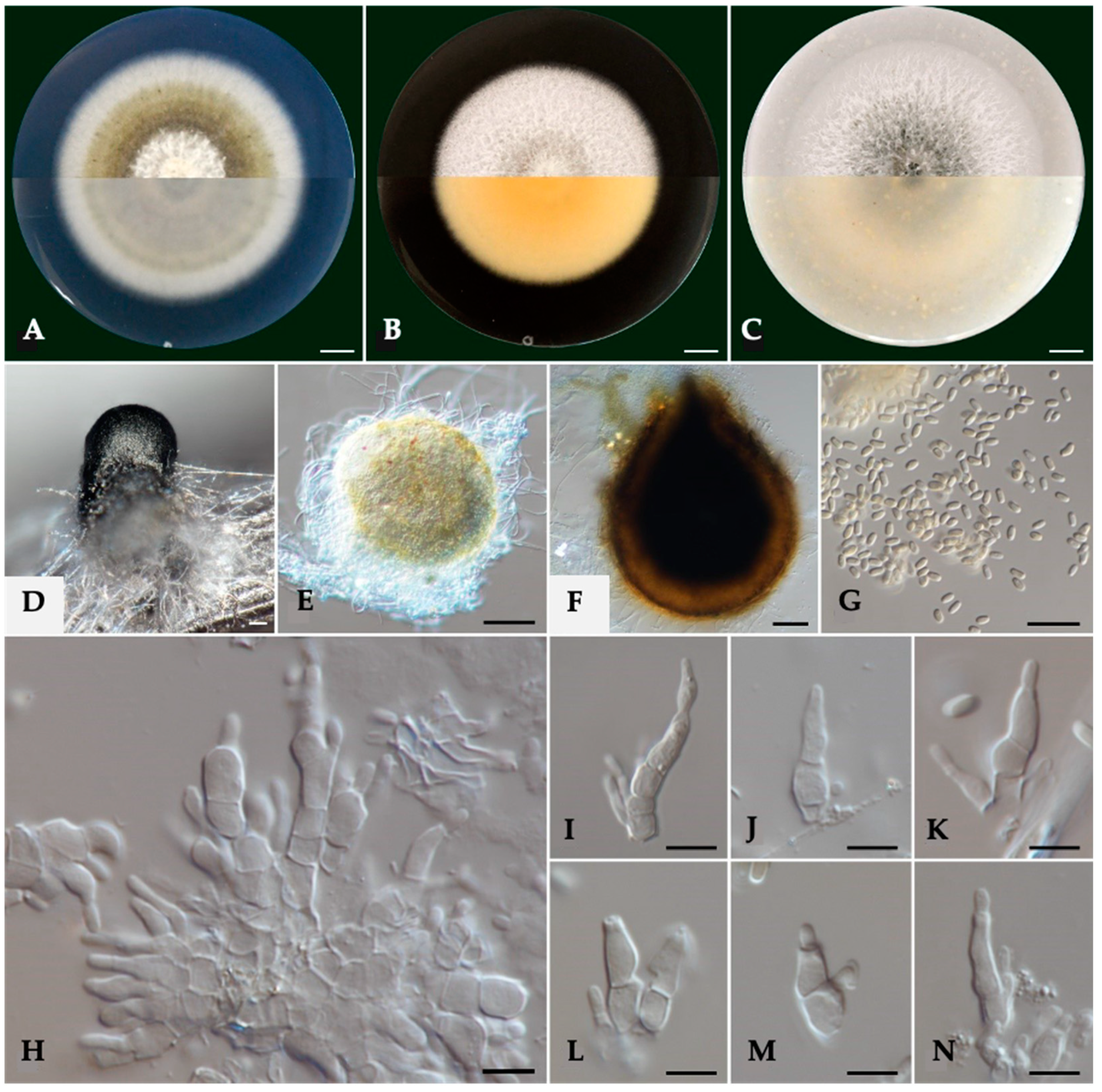 Pathogens 14 00428 g002 Pathogens 14 00428 g002