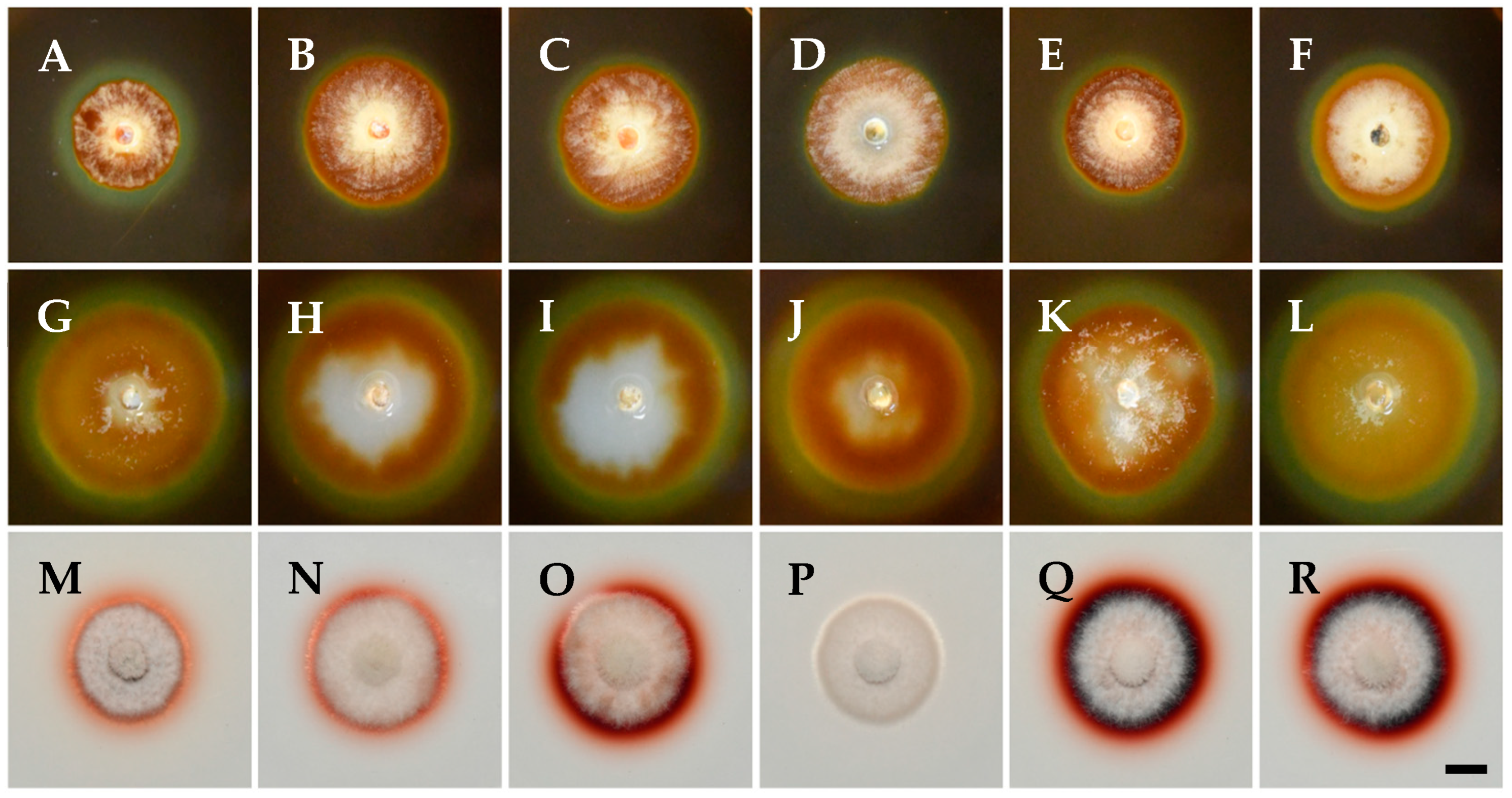 Pathogens 14 00428 g003 Pathogens 14 00428 g003