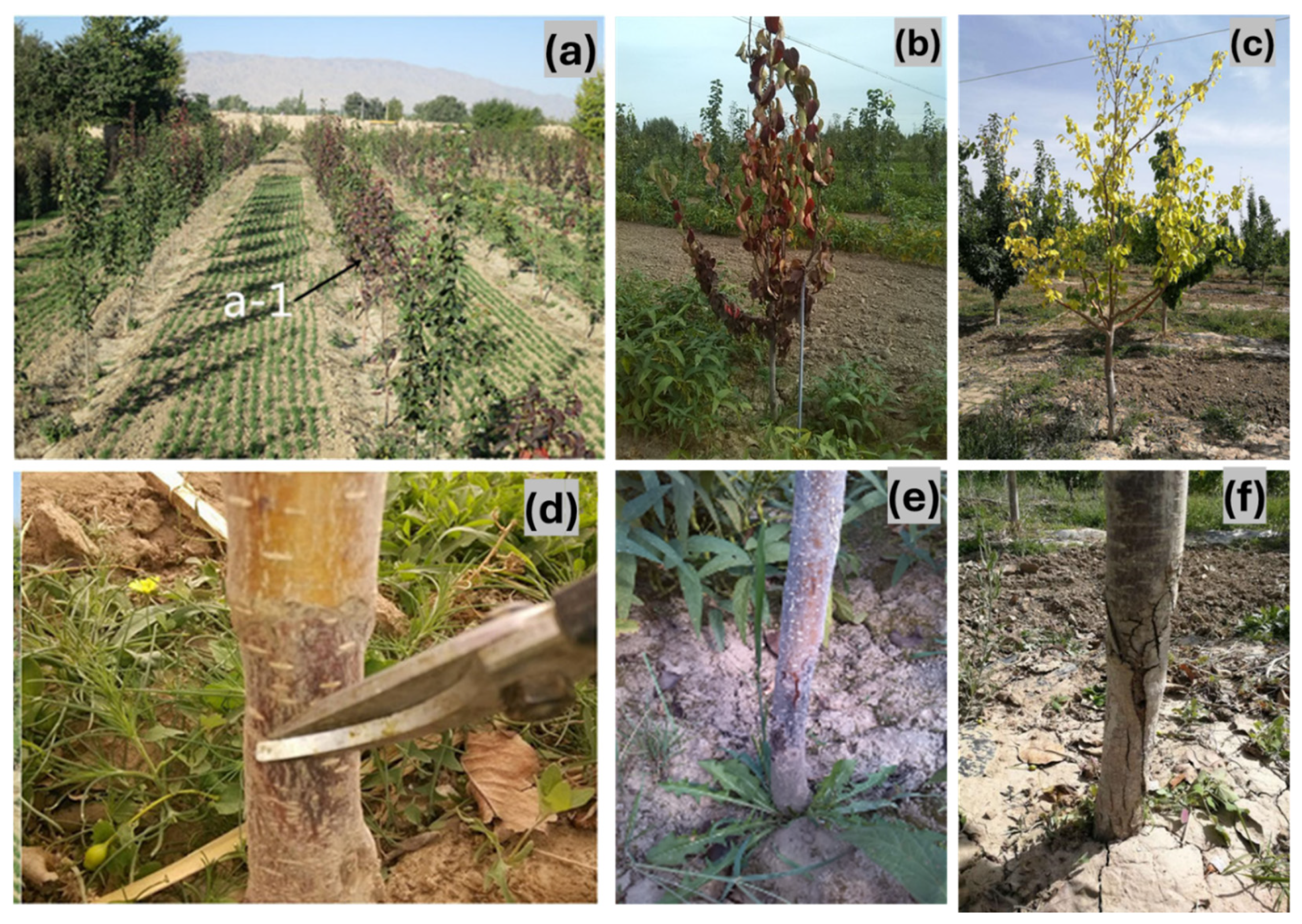 Pathogens 14 00432 g001