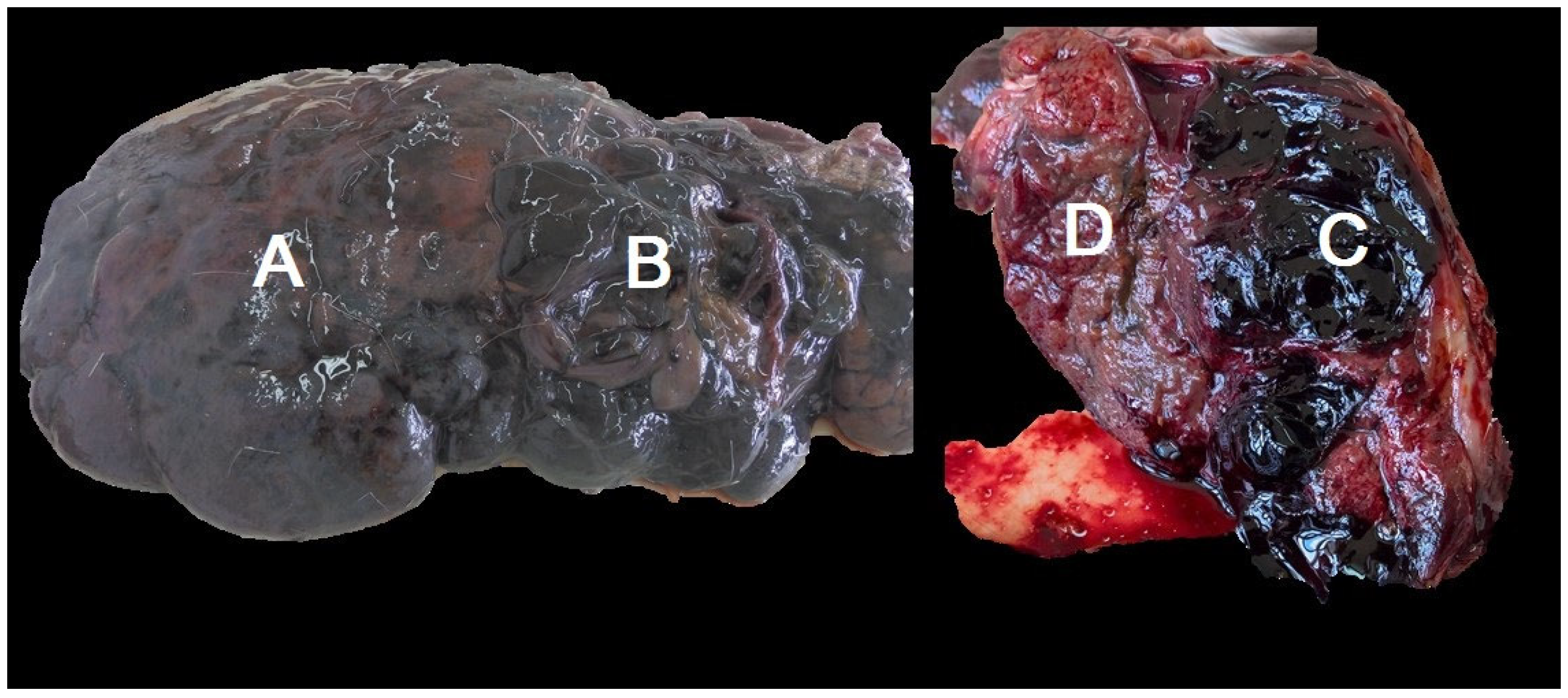 Pathogens 14 00516 g002
