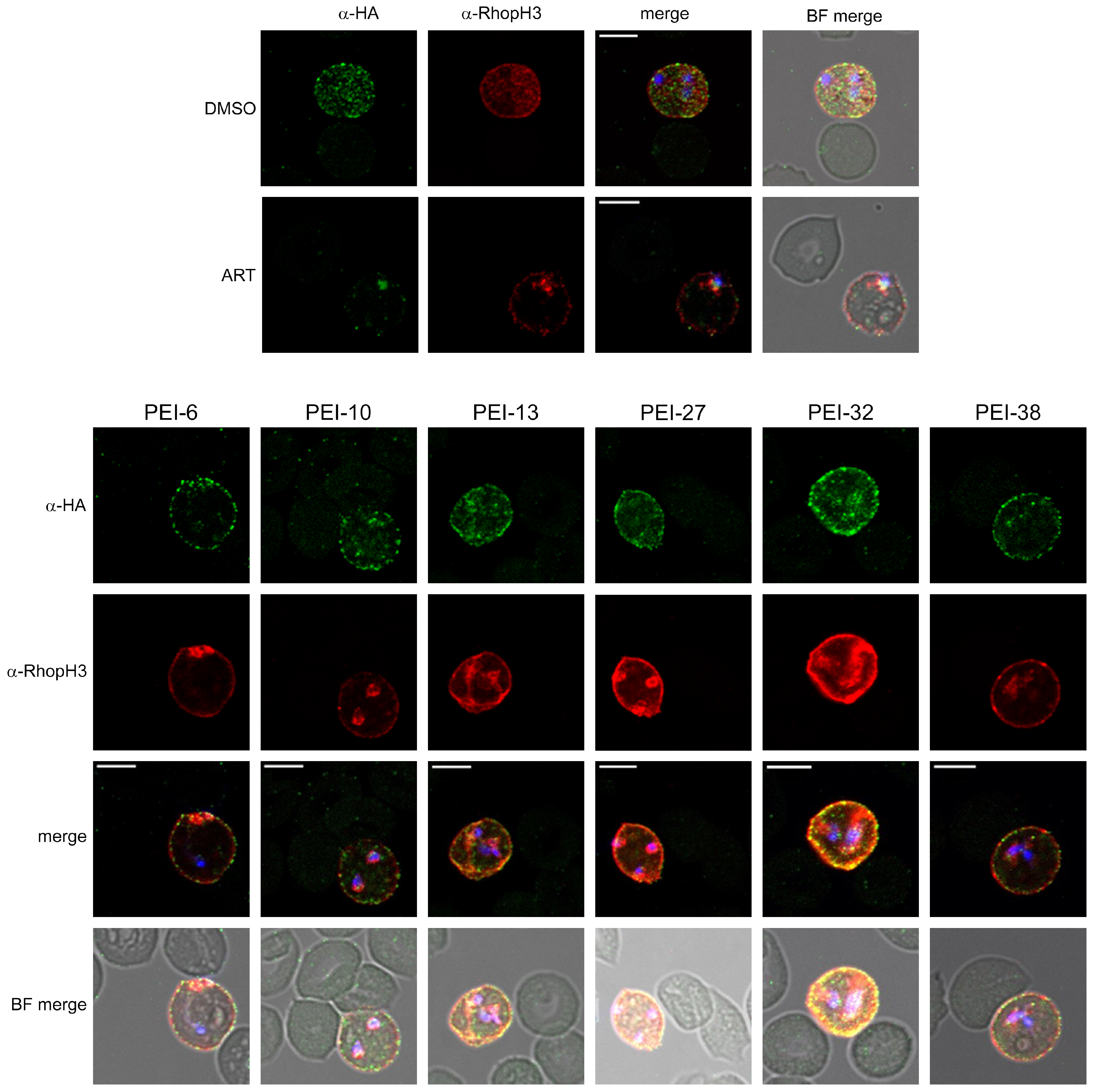 Pathogens 14 00520 g004 Pathogens 14 00520 g004