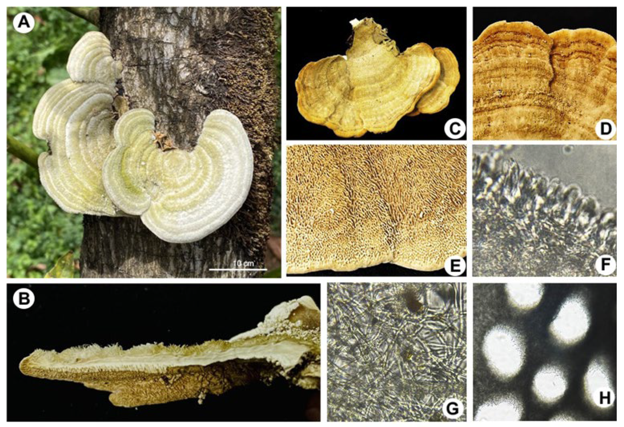 Pathogens 14 00532 g002