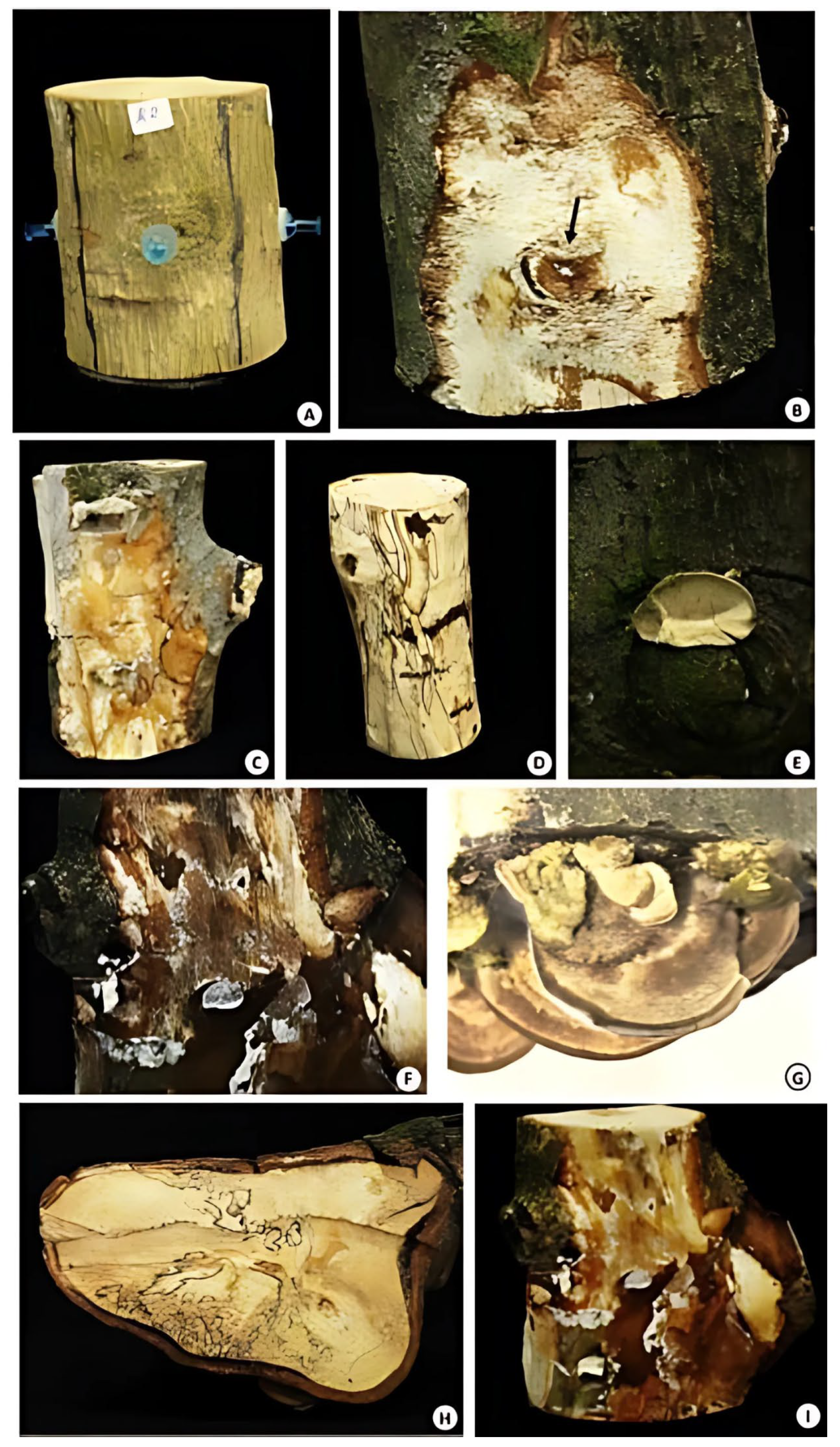 Pathogens 14 00532 g006