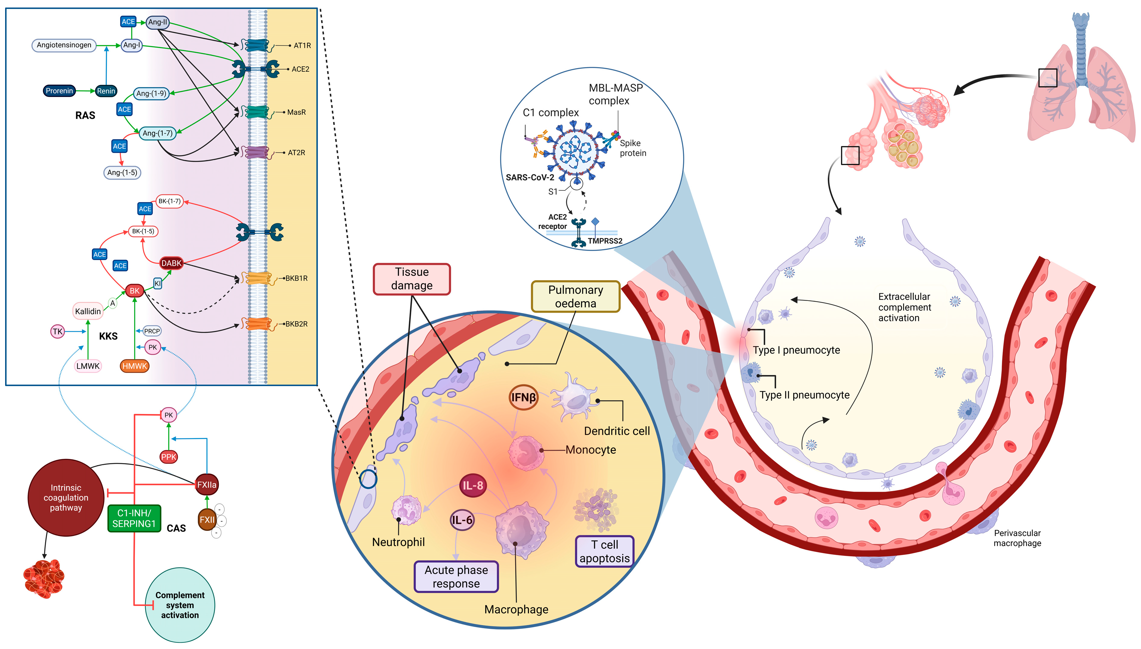 Pathogens 14 00533 g001