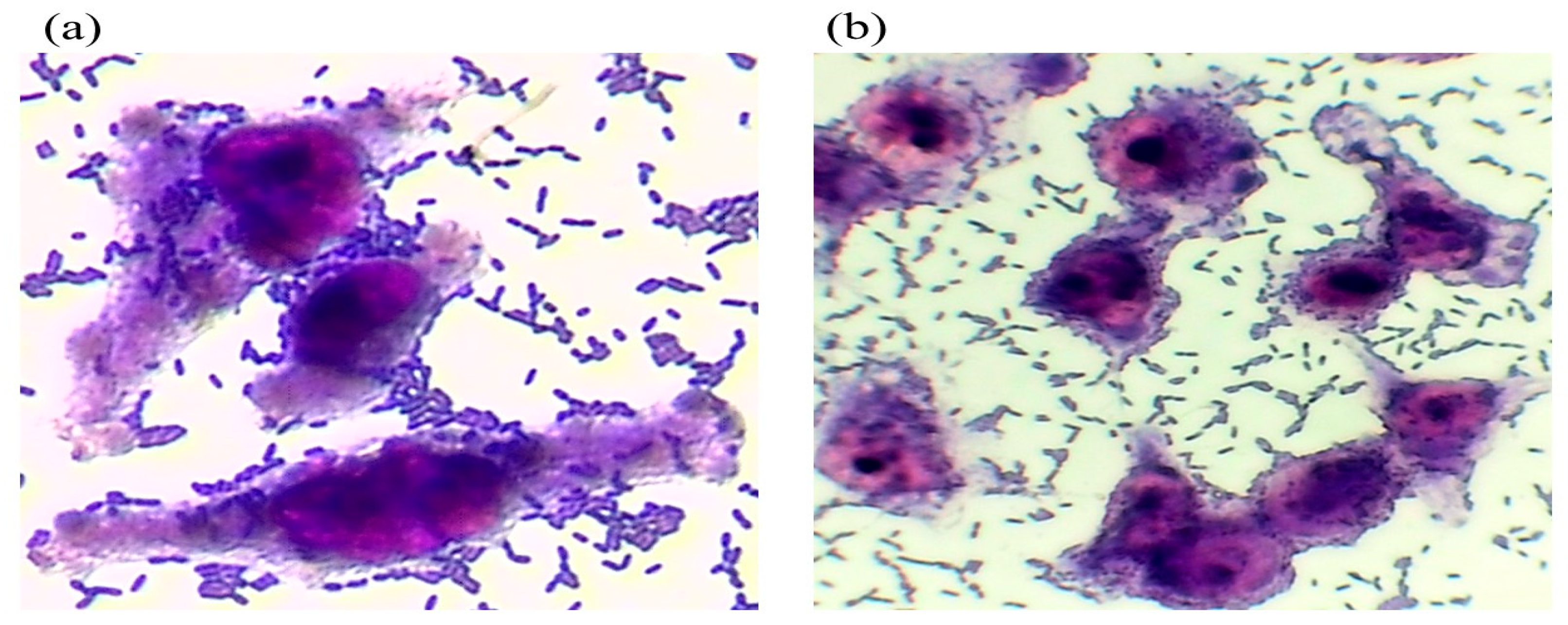 Pathogens 14 00549 g001 Pathogens 14 00549 g001