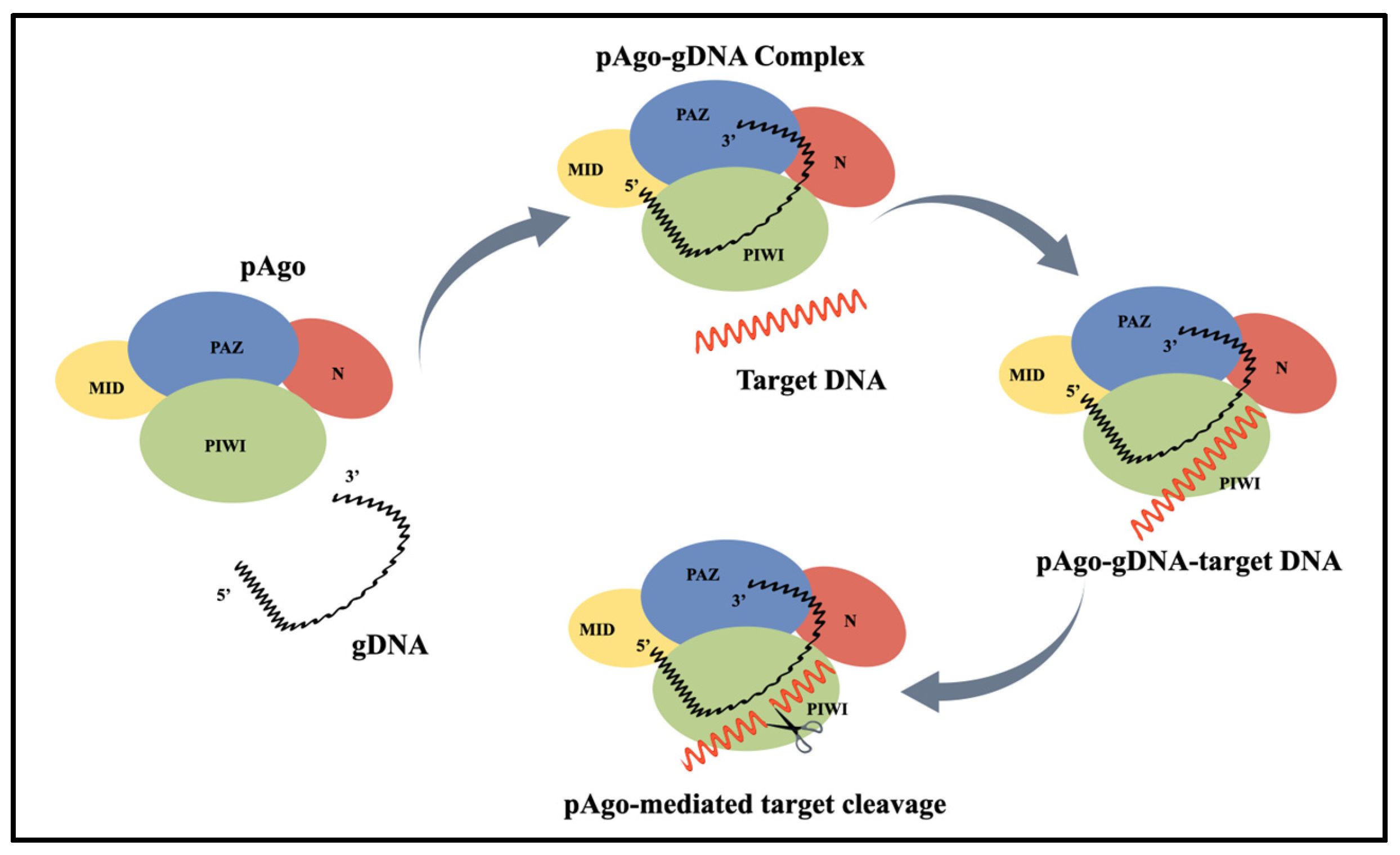 Pathogens 14 00554 g001 Pathogens 14 00554 g001