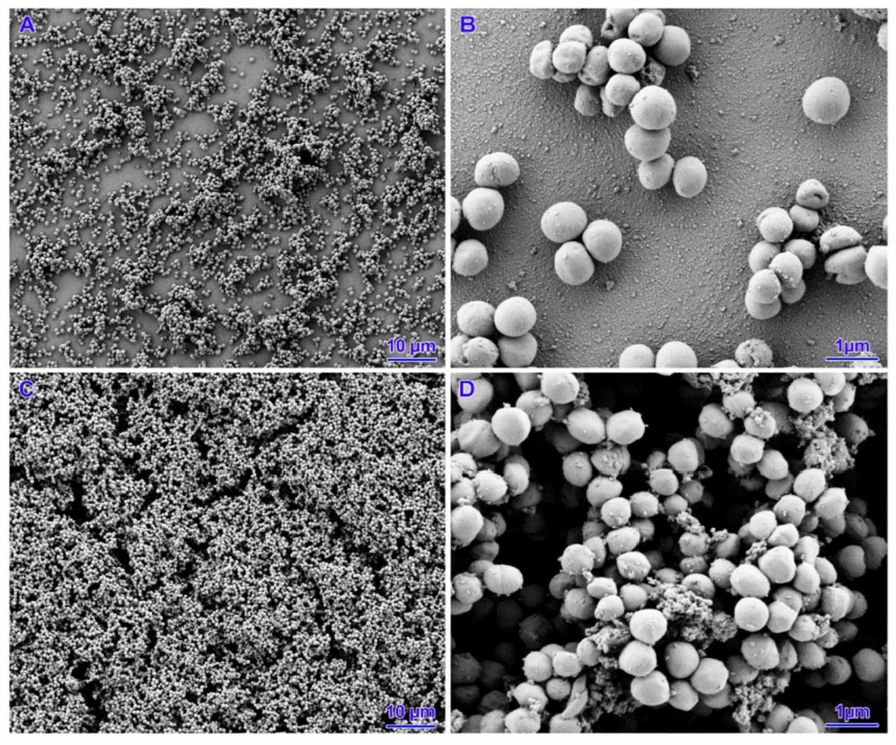 Pathogens 14 00566 g004