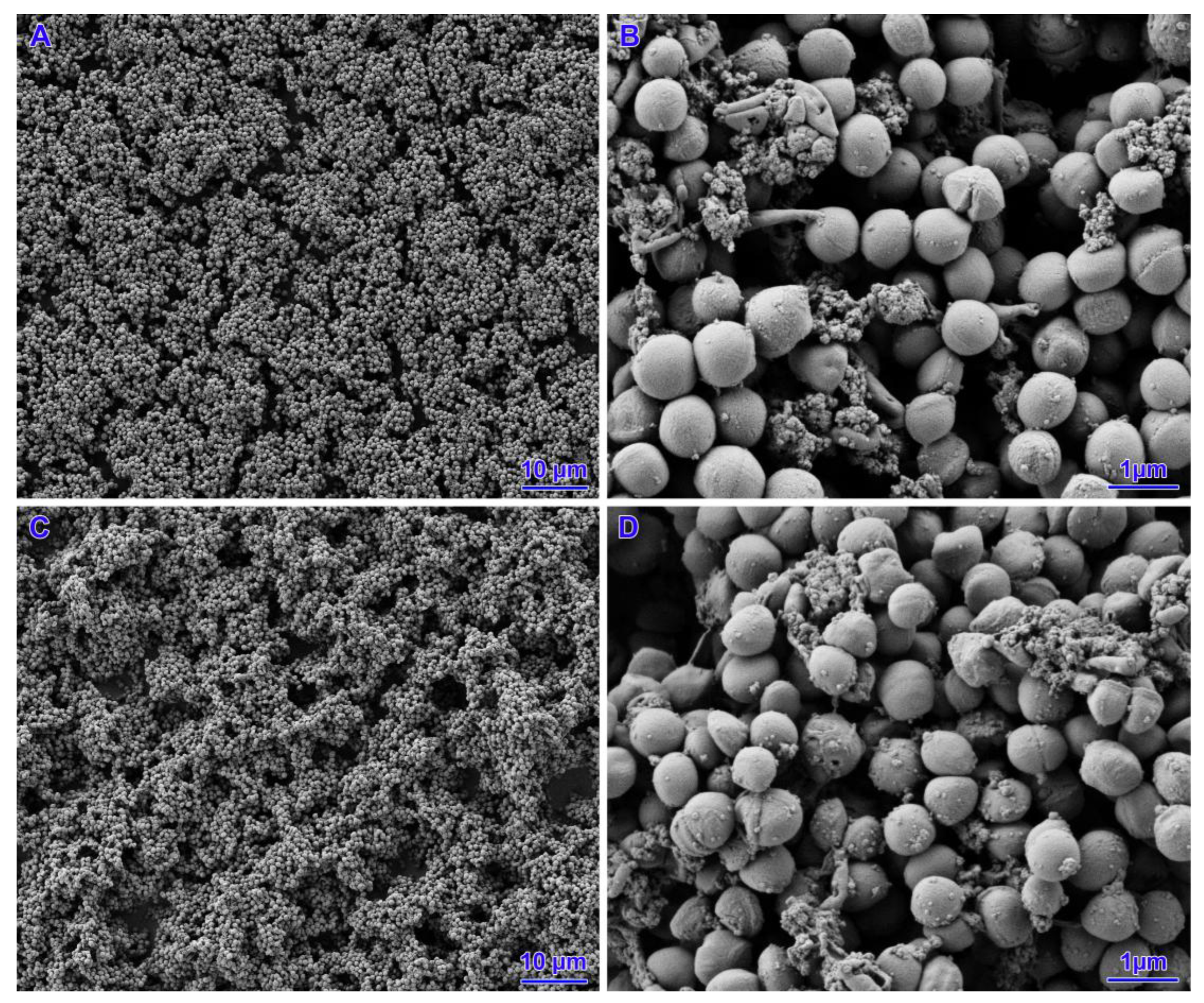 Pathogens 14 00566 g006