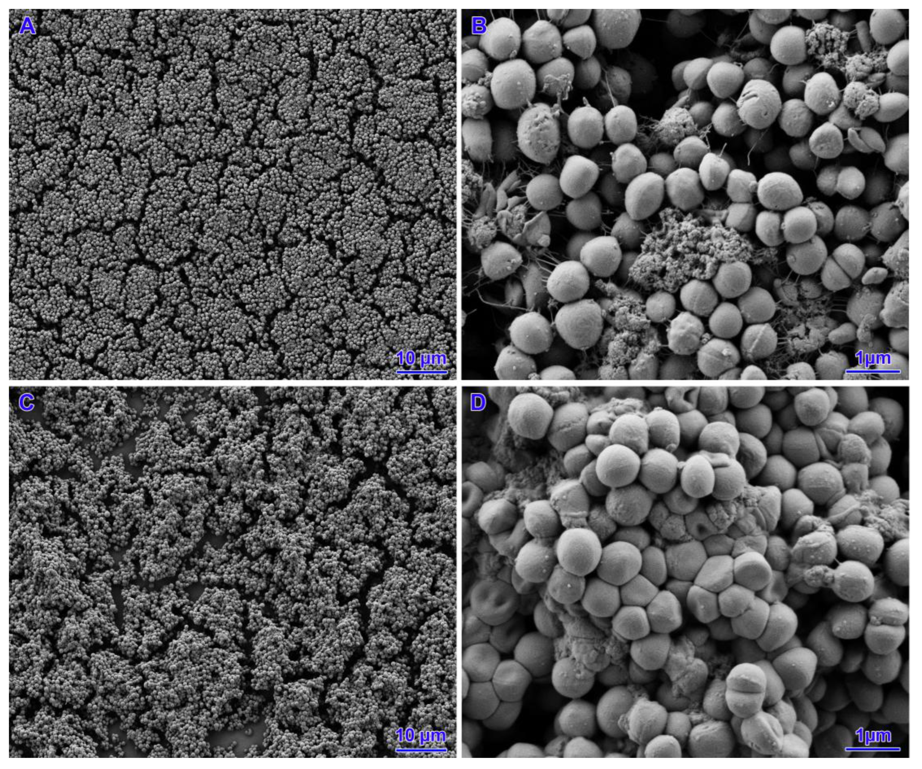 Pathogens 14 00566 g007