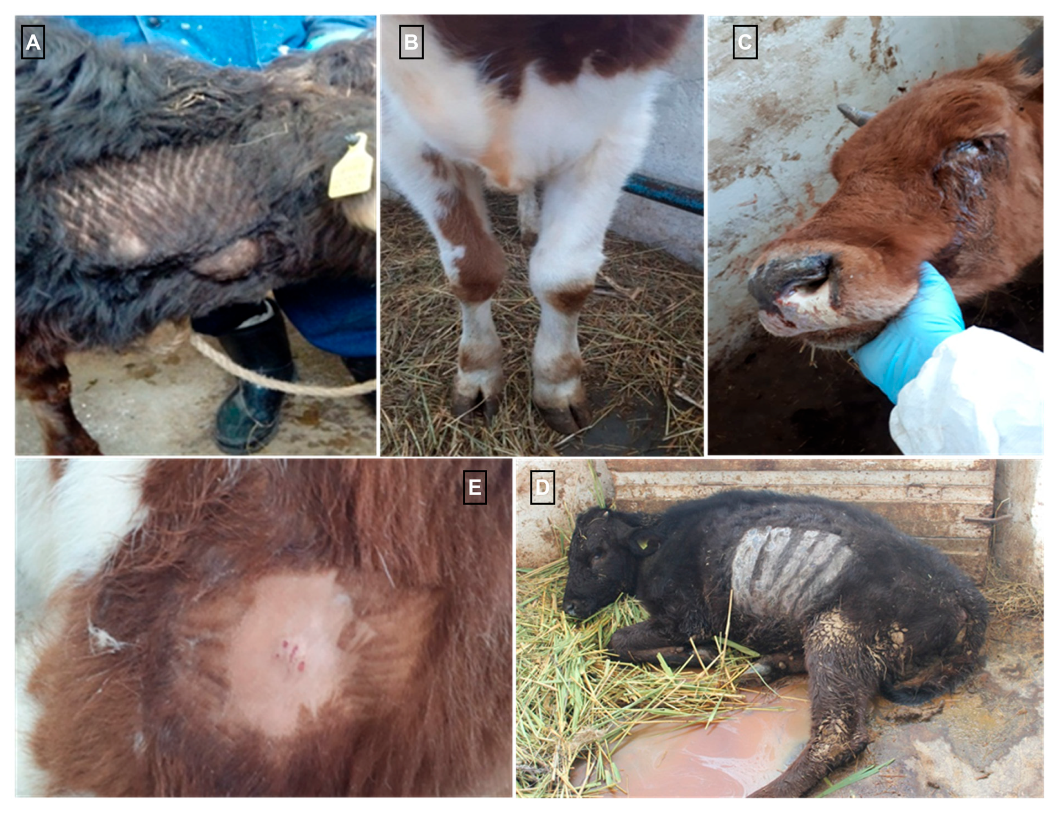 Pathogens 14 00577 g003