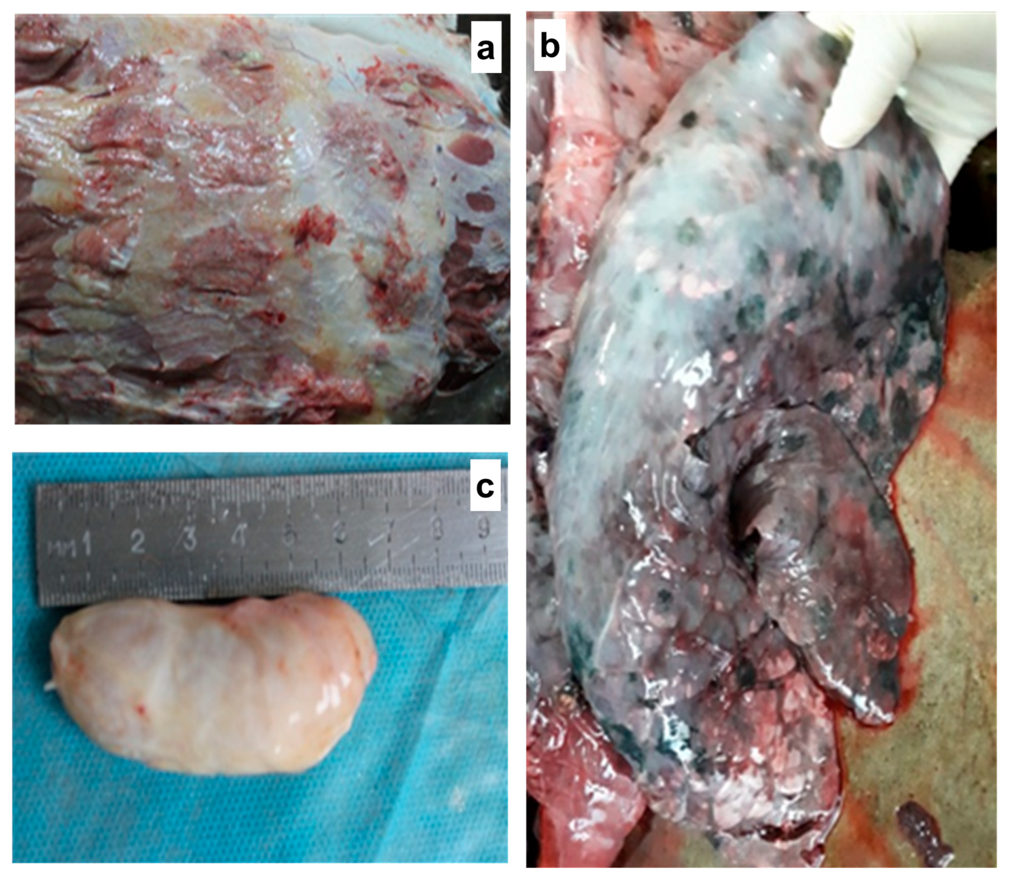 Pathogens 14 00577 g006