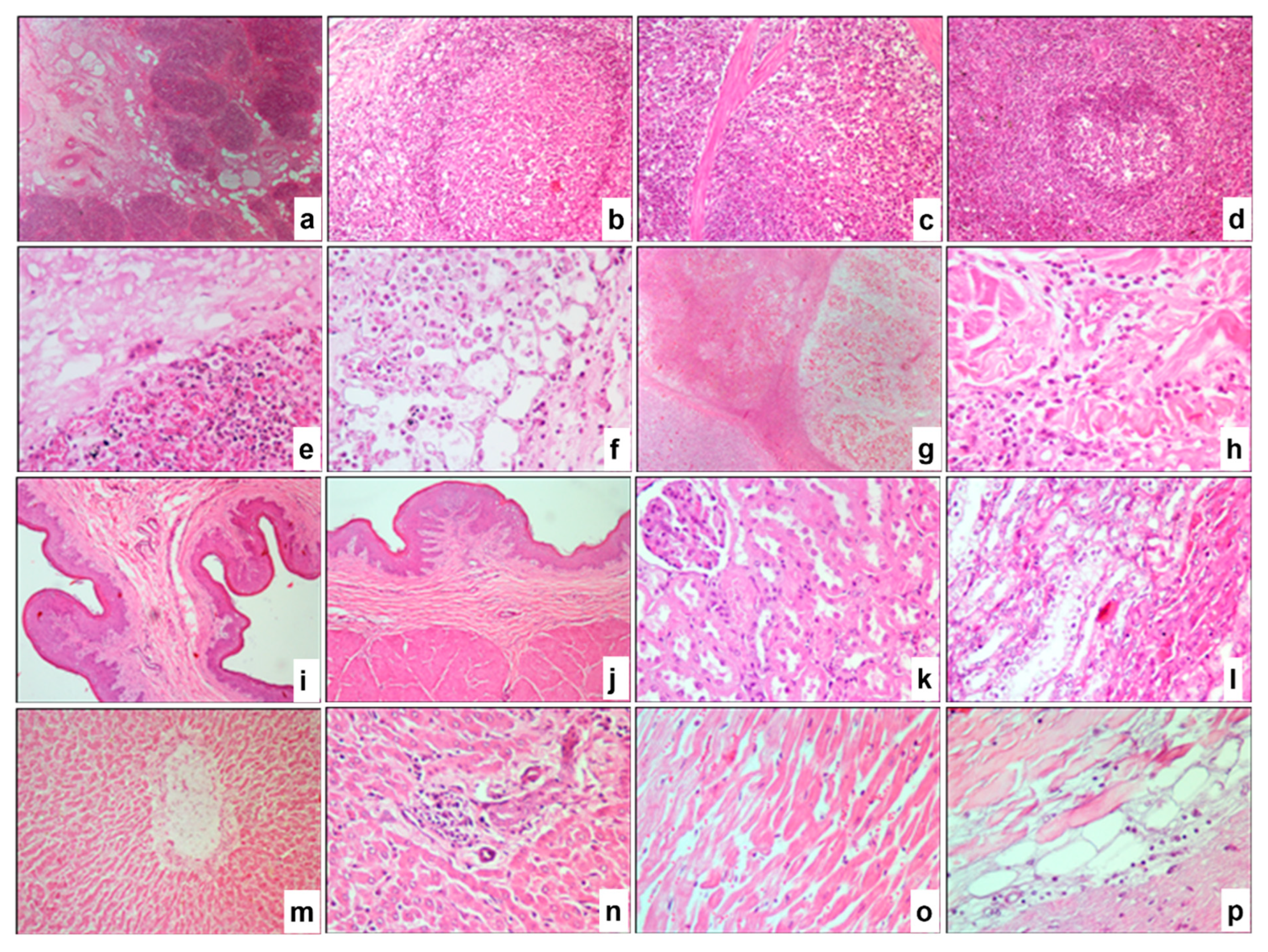 Pathogens 14 00577 g008