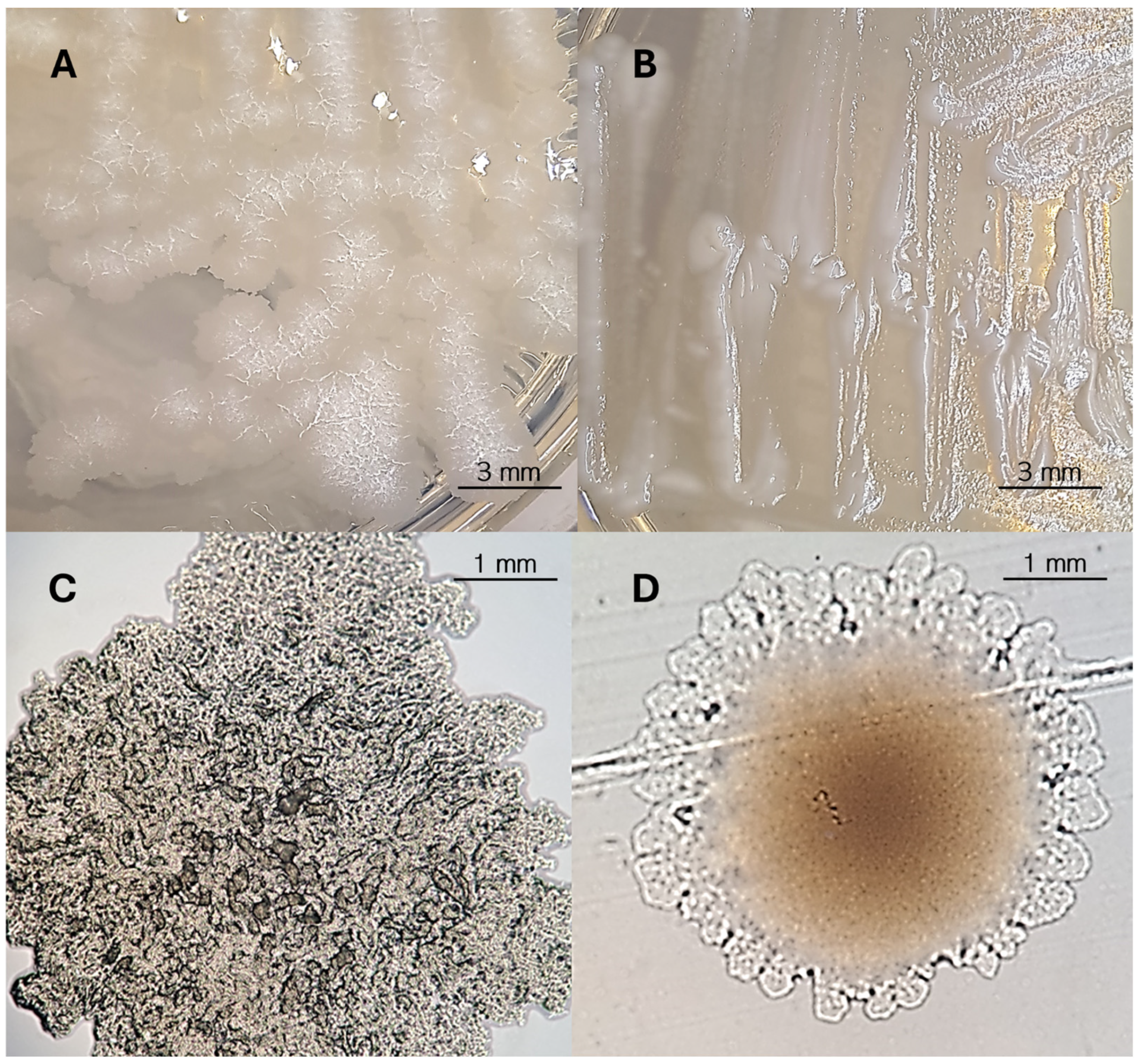Pathogens 14 00582 g002 Pathogens 14 00582 g002