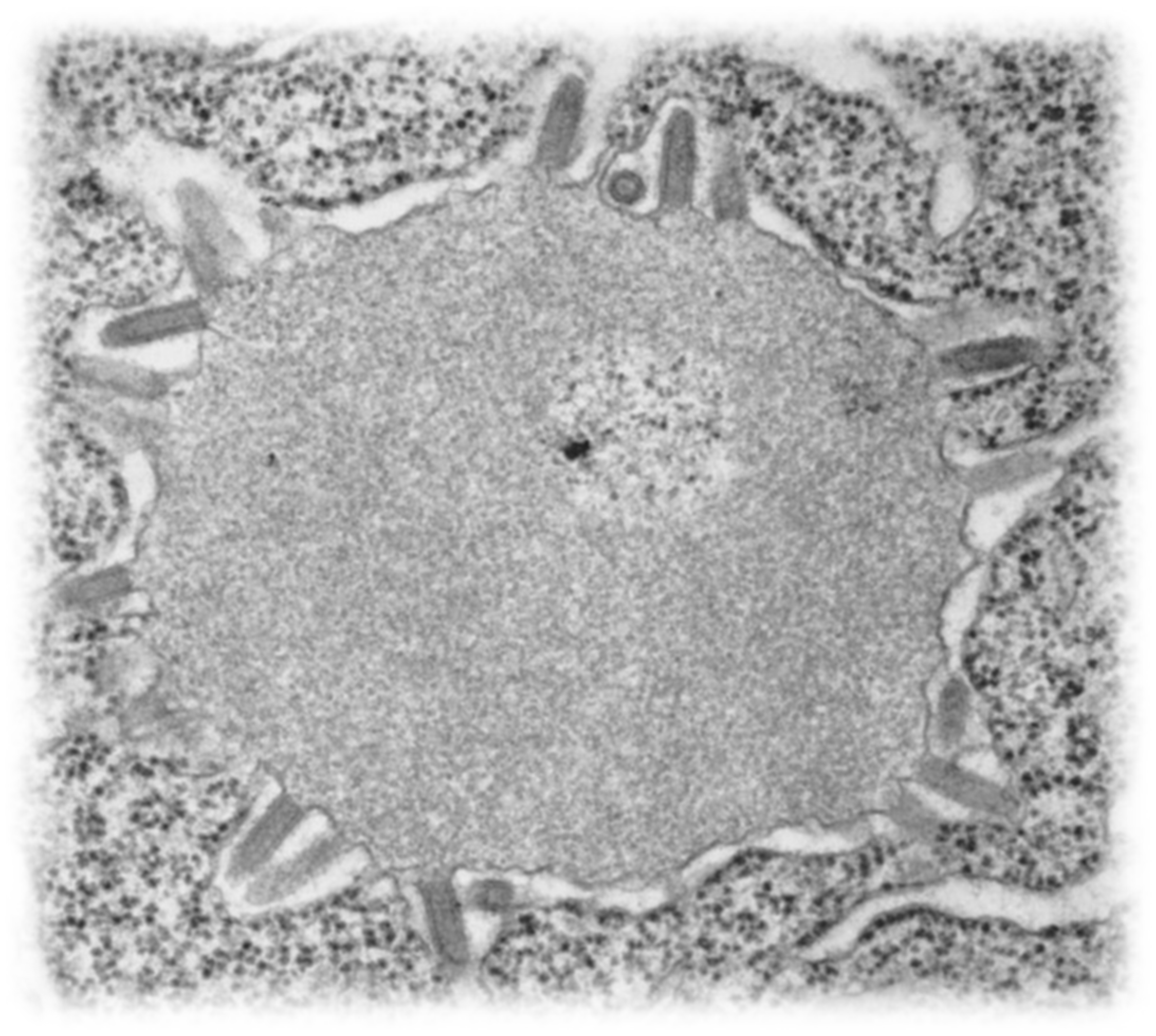 Pathogens 14 00586 g003 Pathogens 14 00586 g003