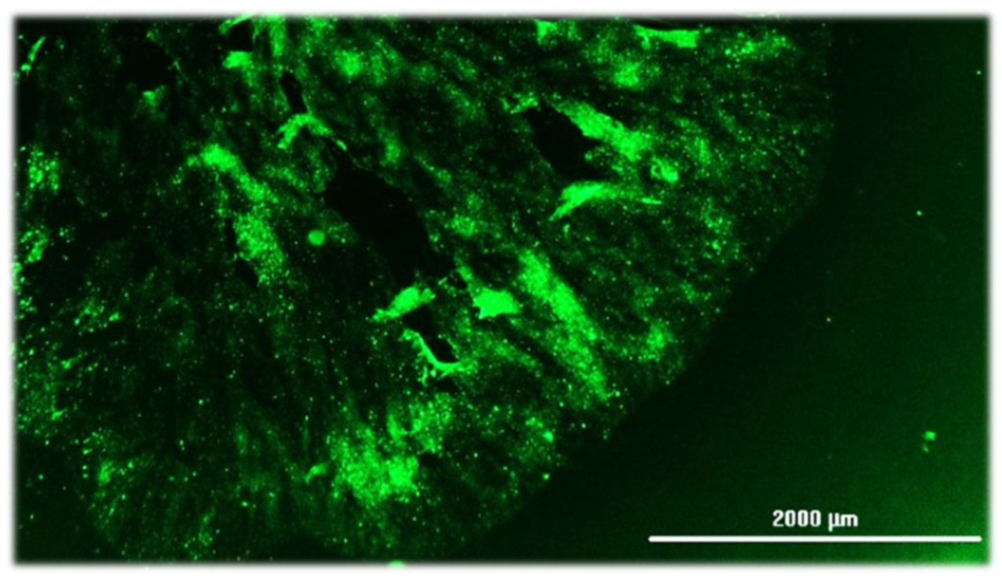 Pathogens 14 00586 g007 Pathogens 14 00586 g007