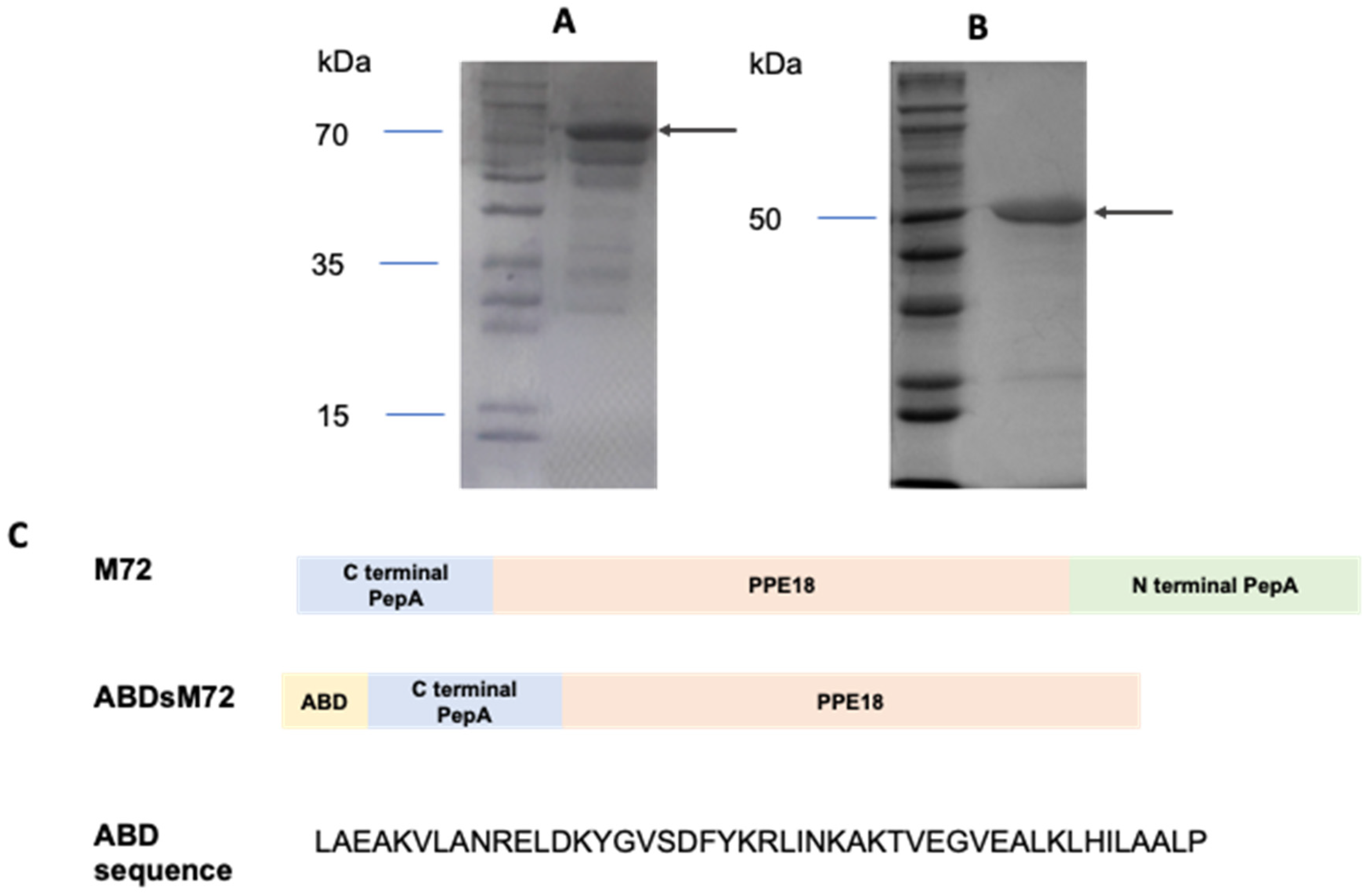 Pathogens 14 00592 g001 Pathogens 14 00592 g001