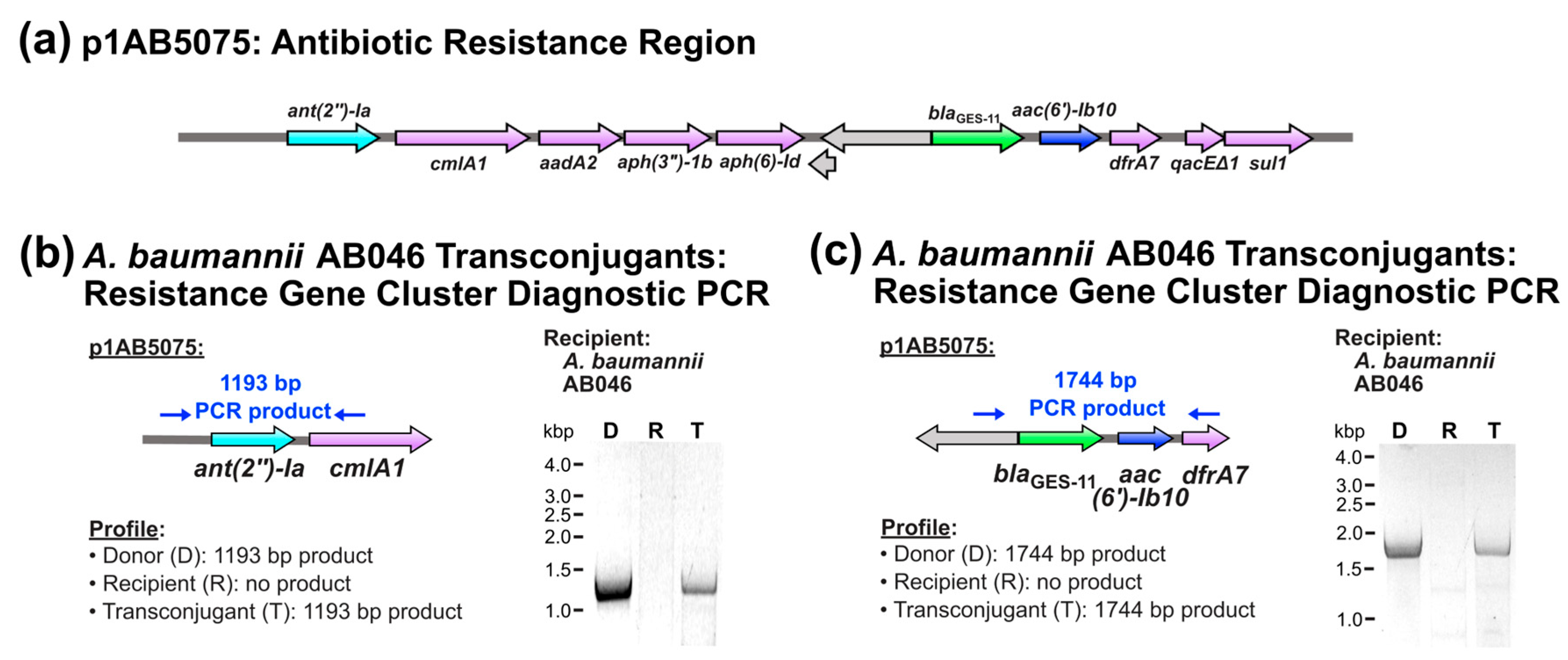 Pathogens 14 00606 g003