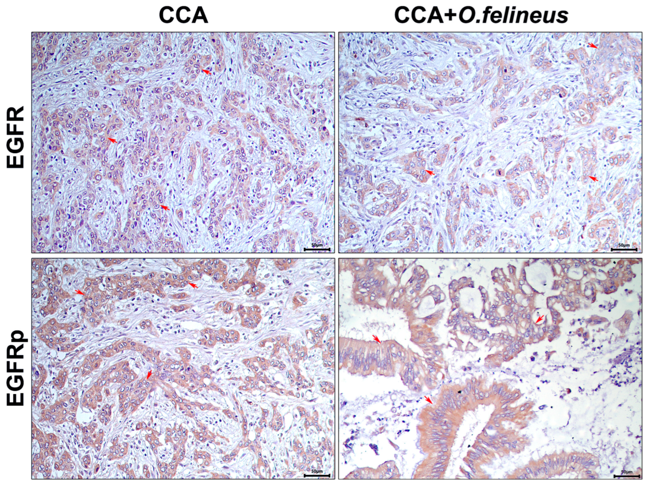 Pathogens 14 00620 g001