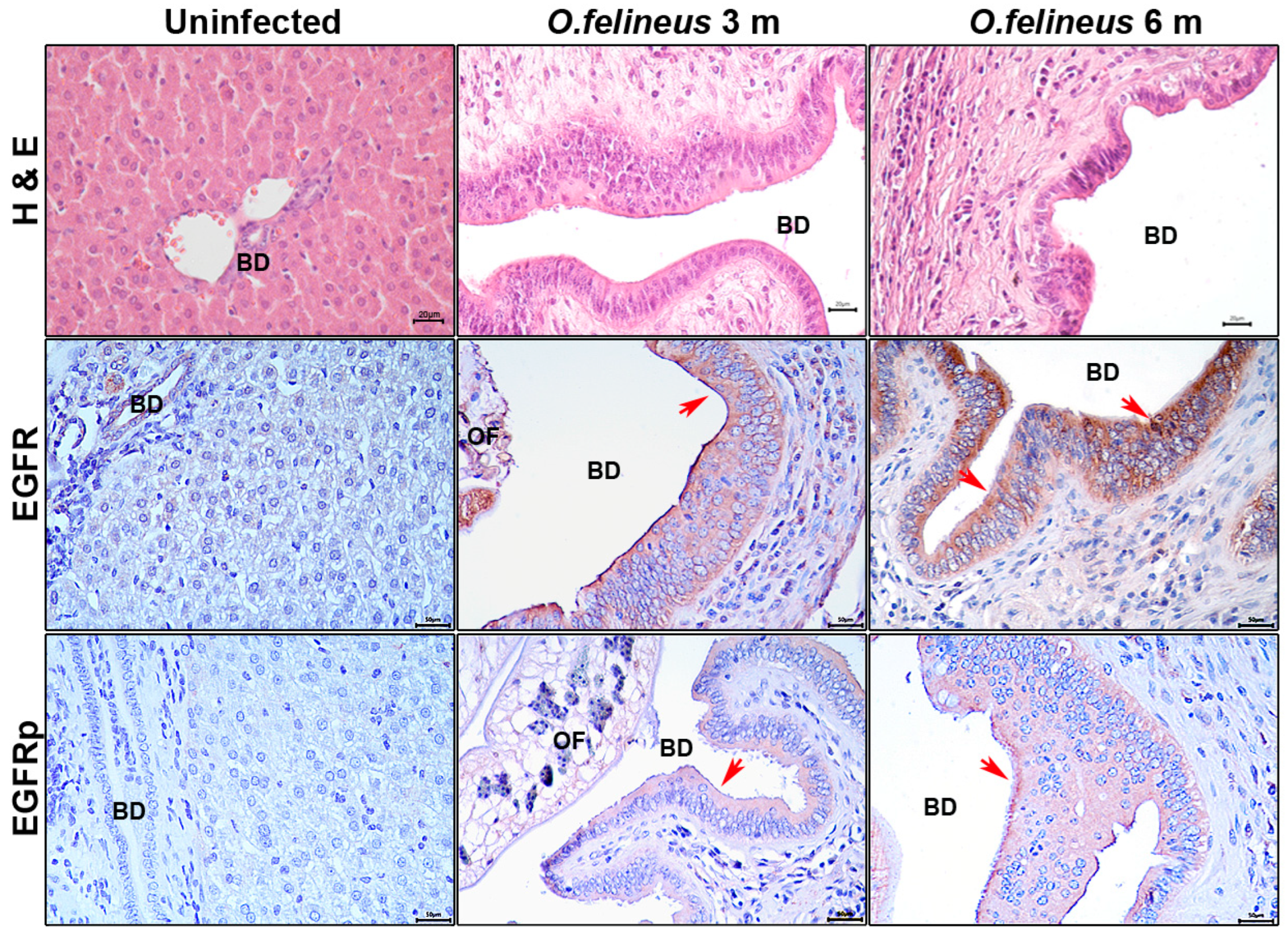 Pathogens 14 00620 g002