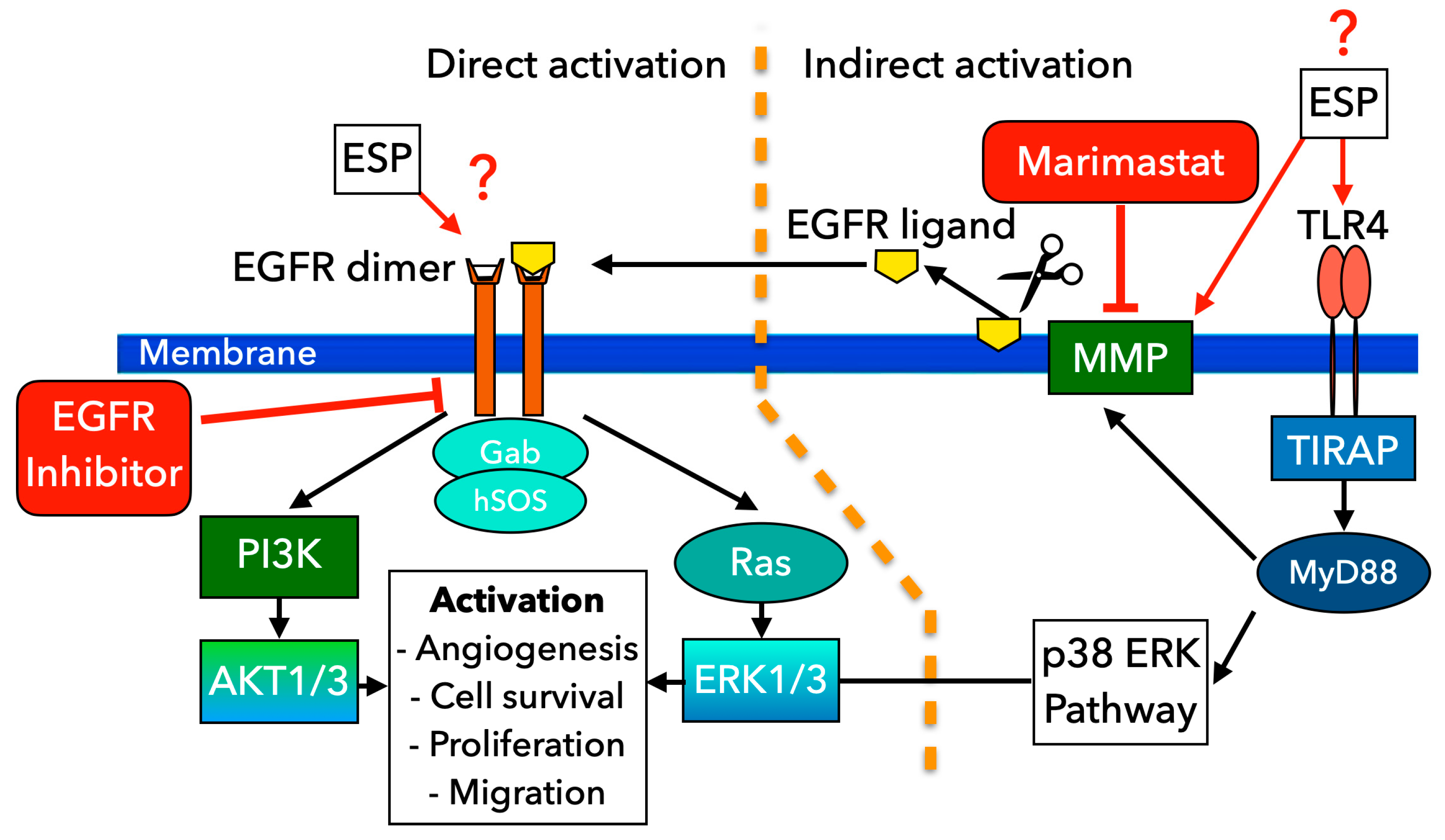 Pathogens 14 00620 g007