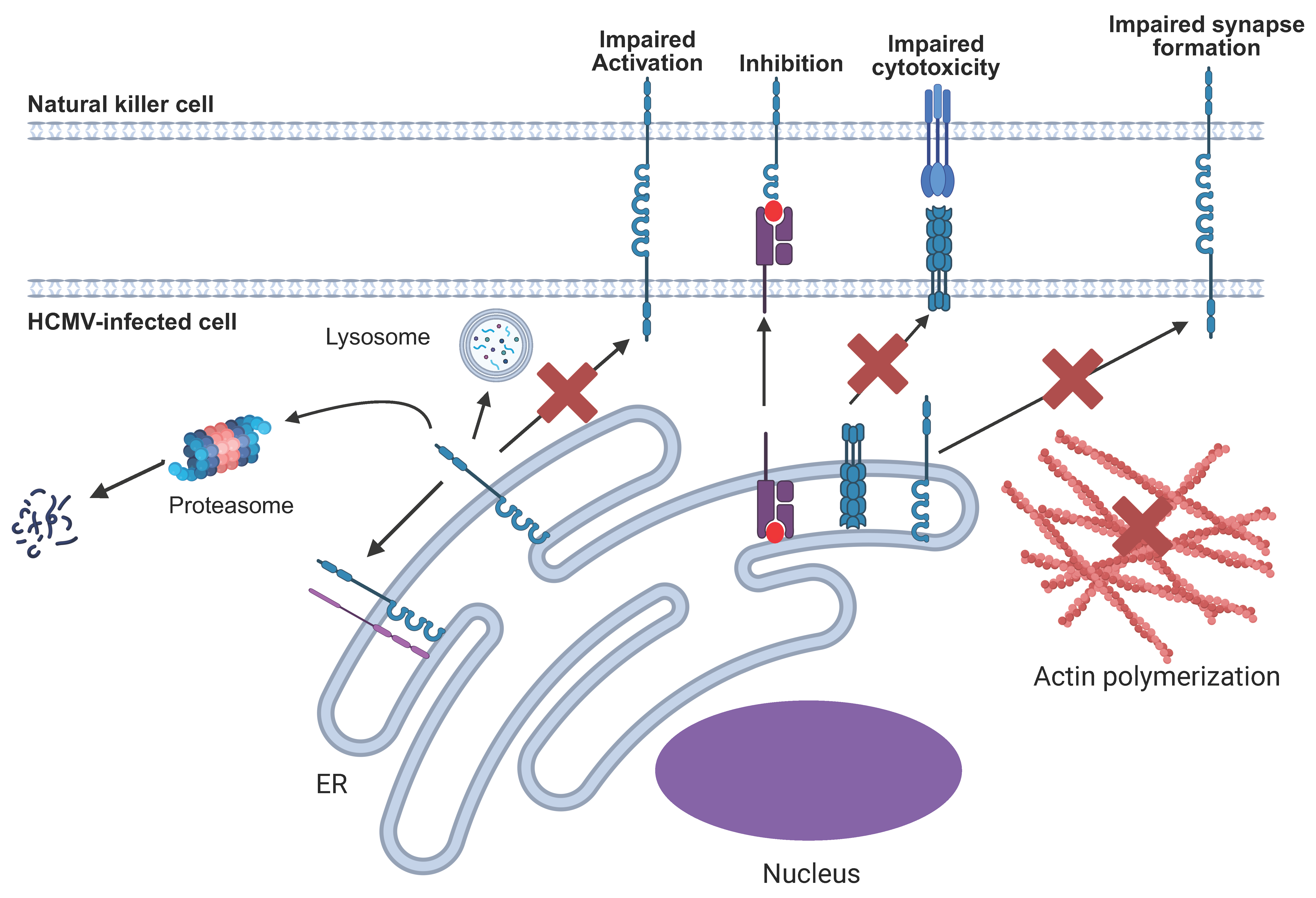 Pathogens 14 00629 g001