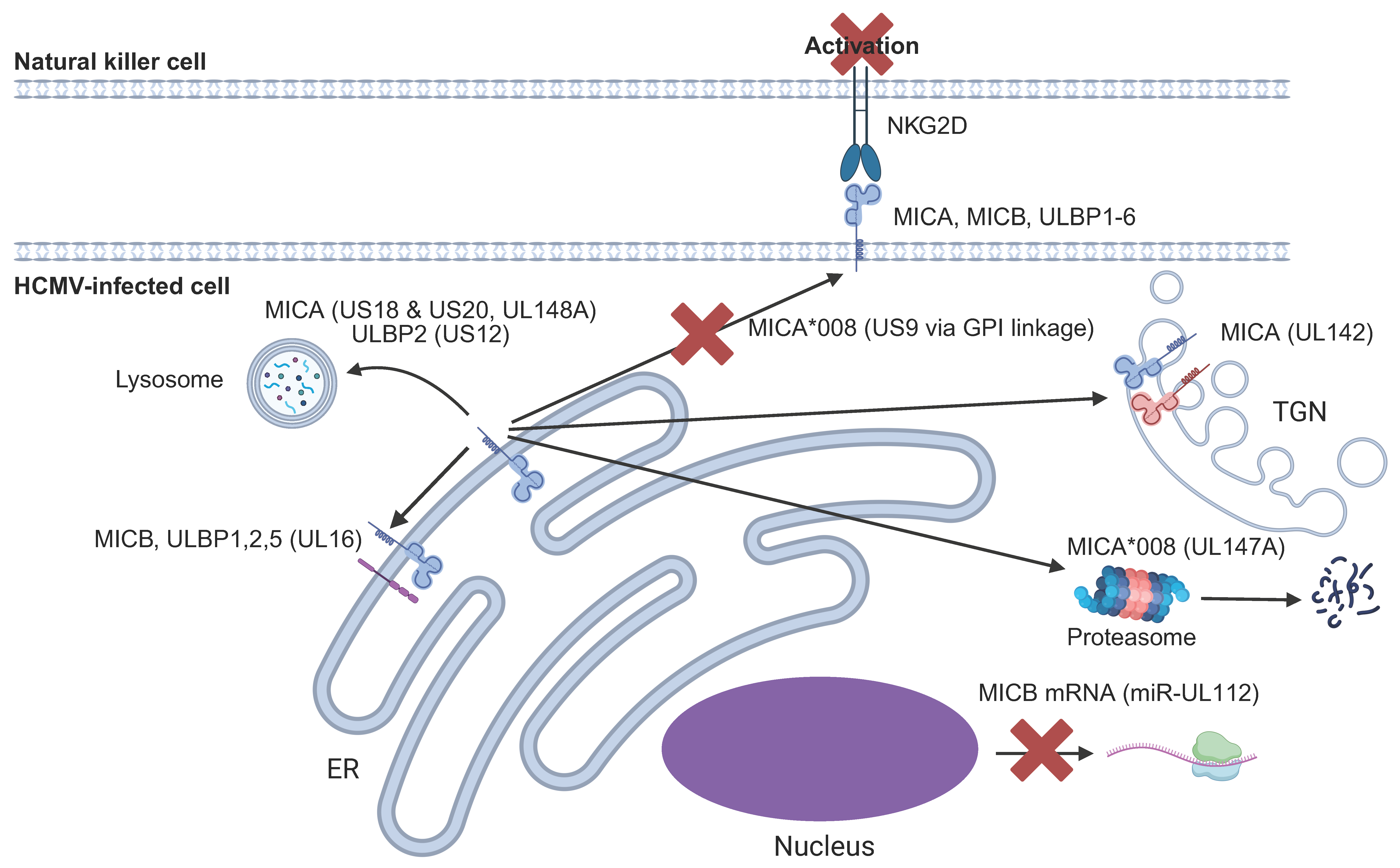 Pathogens 14 00629 g003