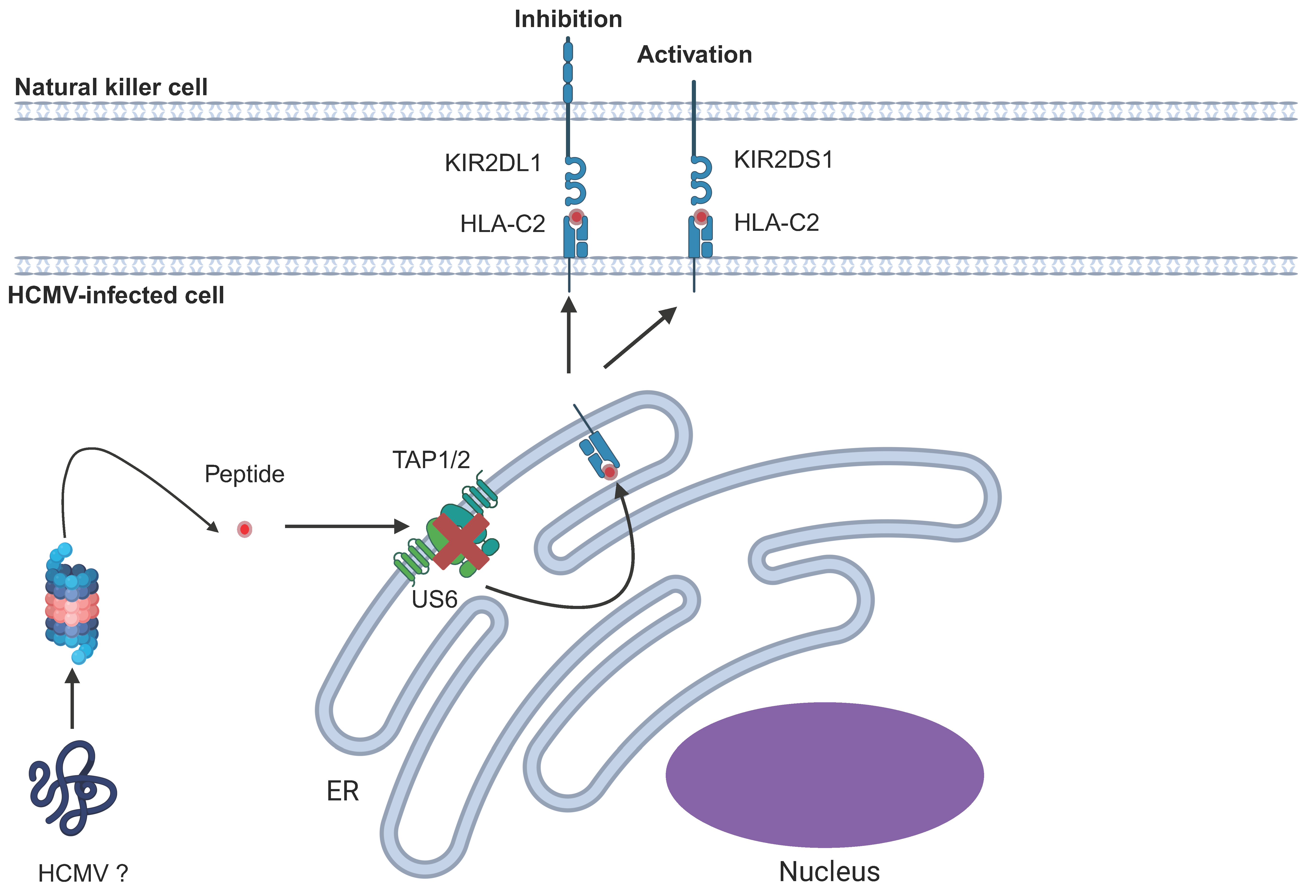 Pathogens 14 00629 g007