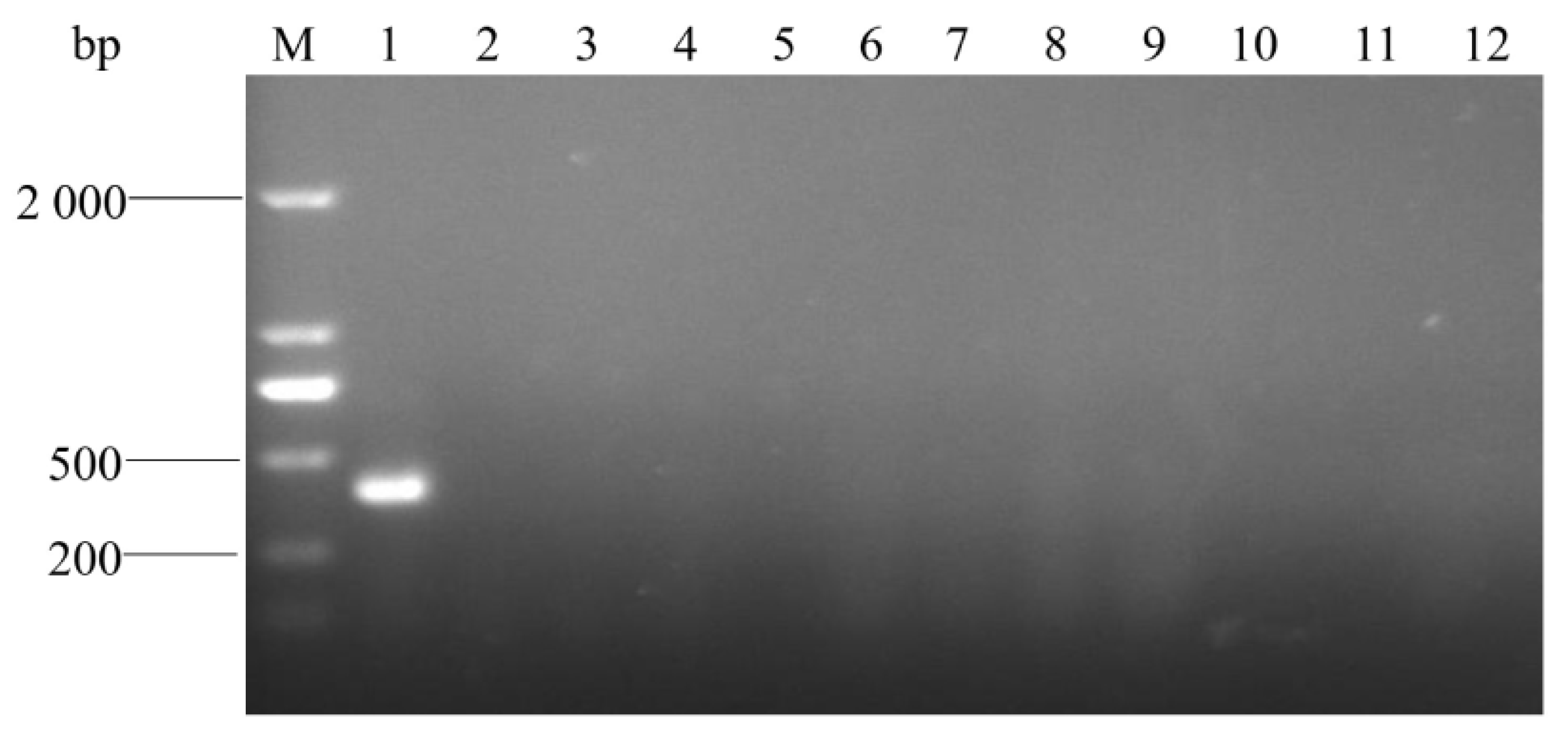 Pathogens 14 00634 g008