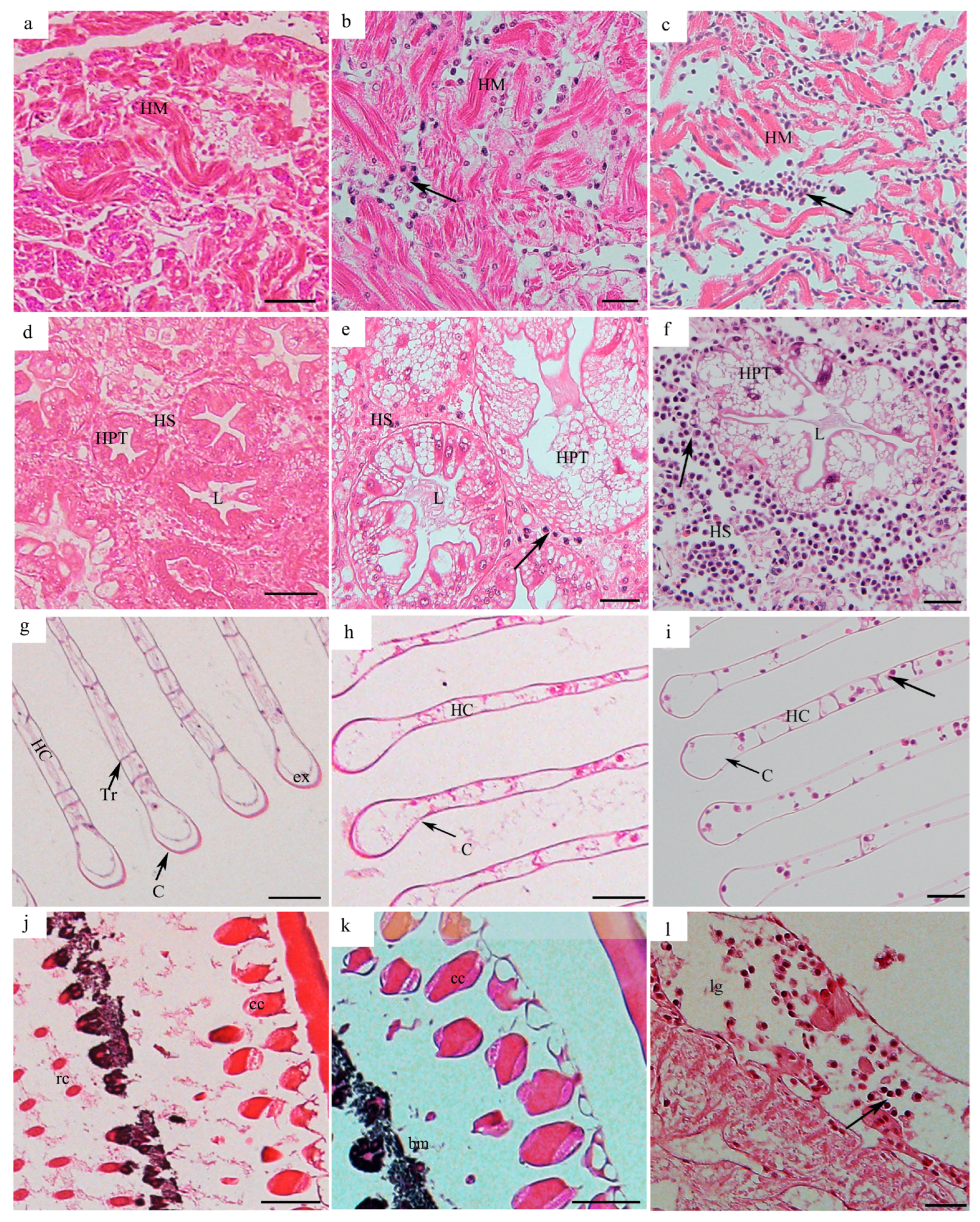 Pathogens 14 00650 g003 Pathogens 14 00650 g003
