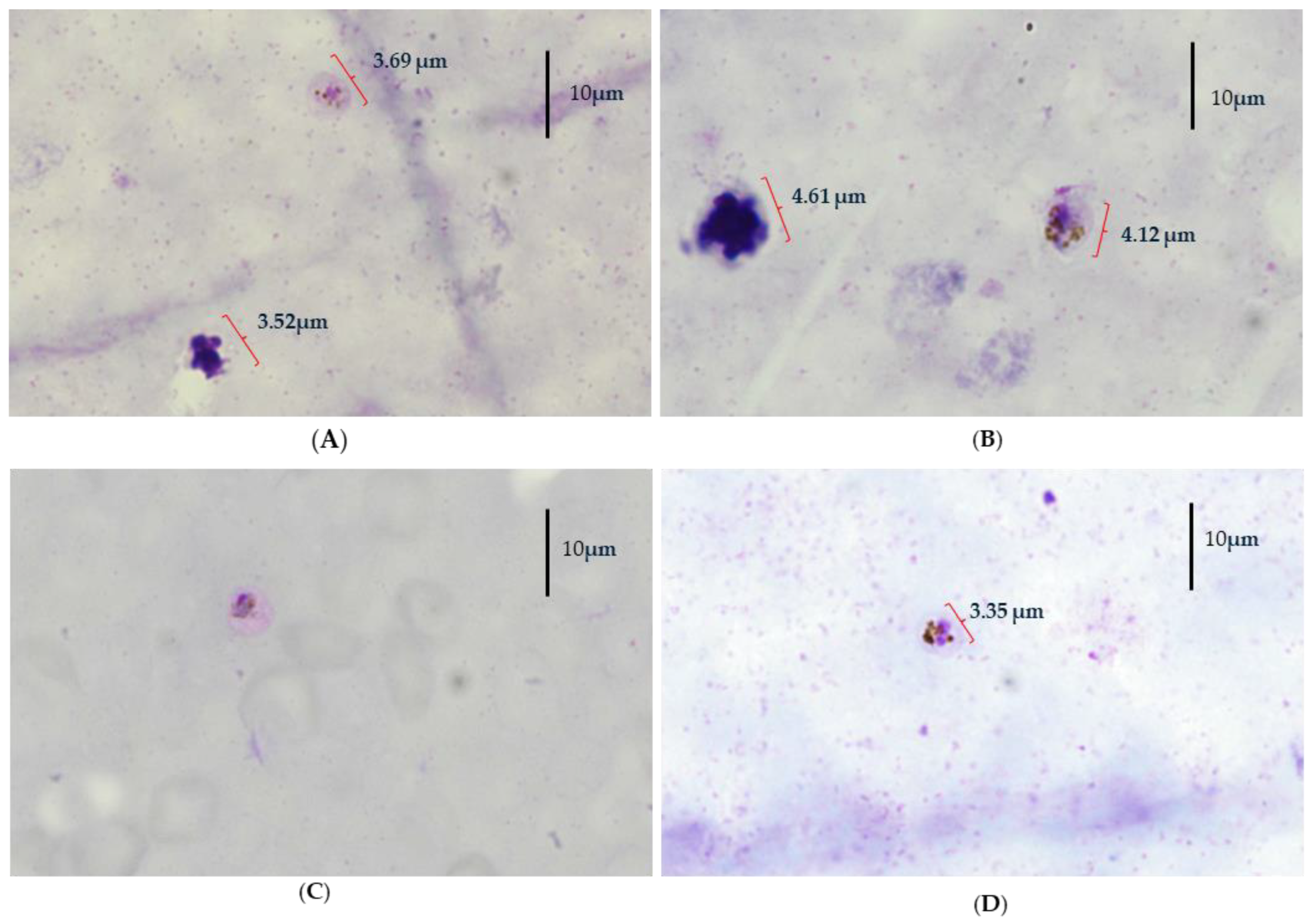 Pathogens 14 00651 g001