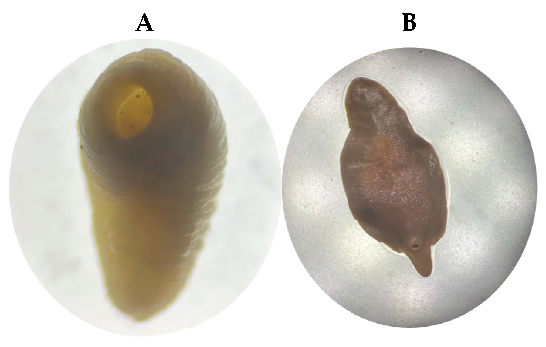 Pathogens 14 00659 g002