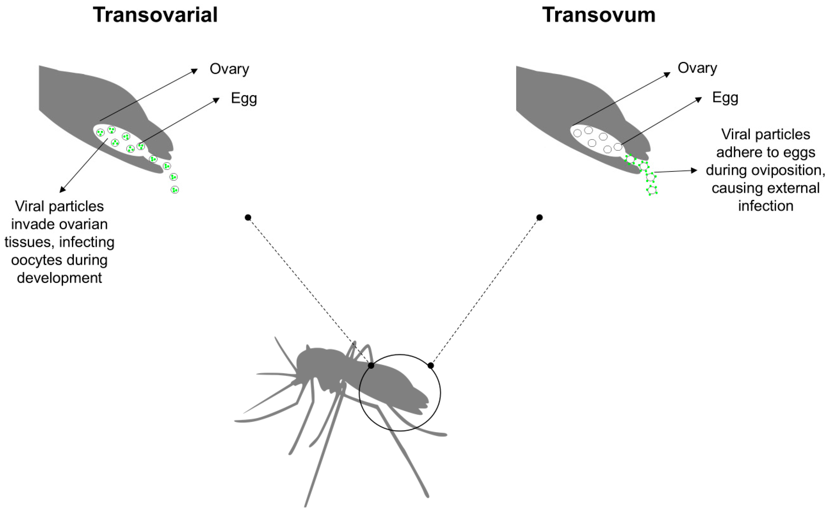 Pathogens 14 00699 g001 Pathogens 14 00699 g001