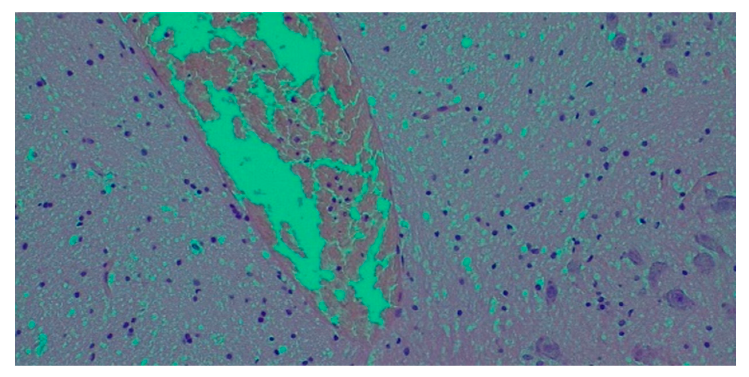 Pathogens 14 00703 g001