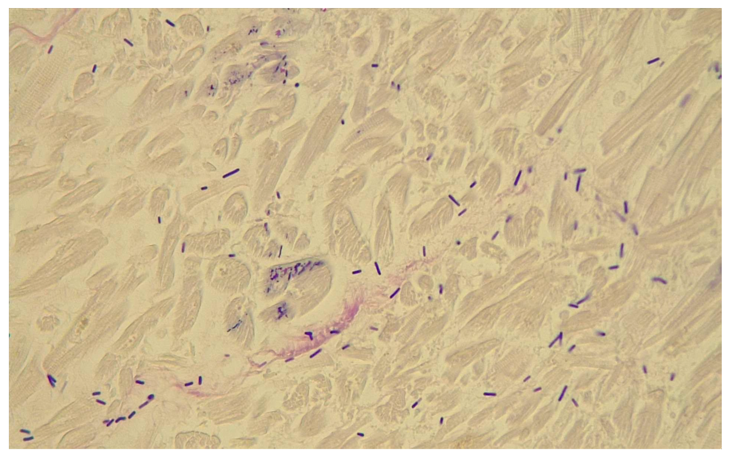 Pathogens 14 00703 g002