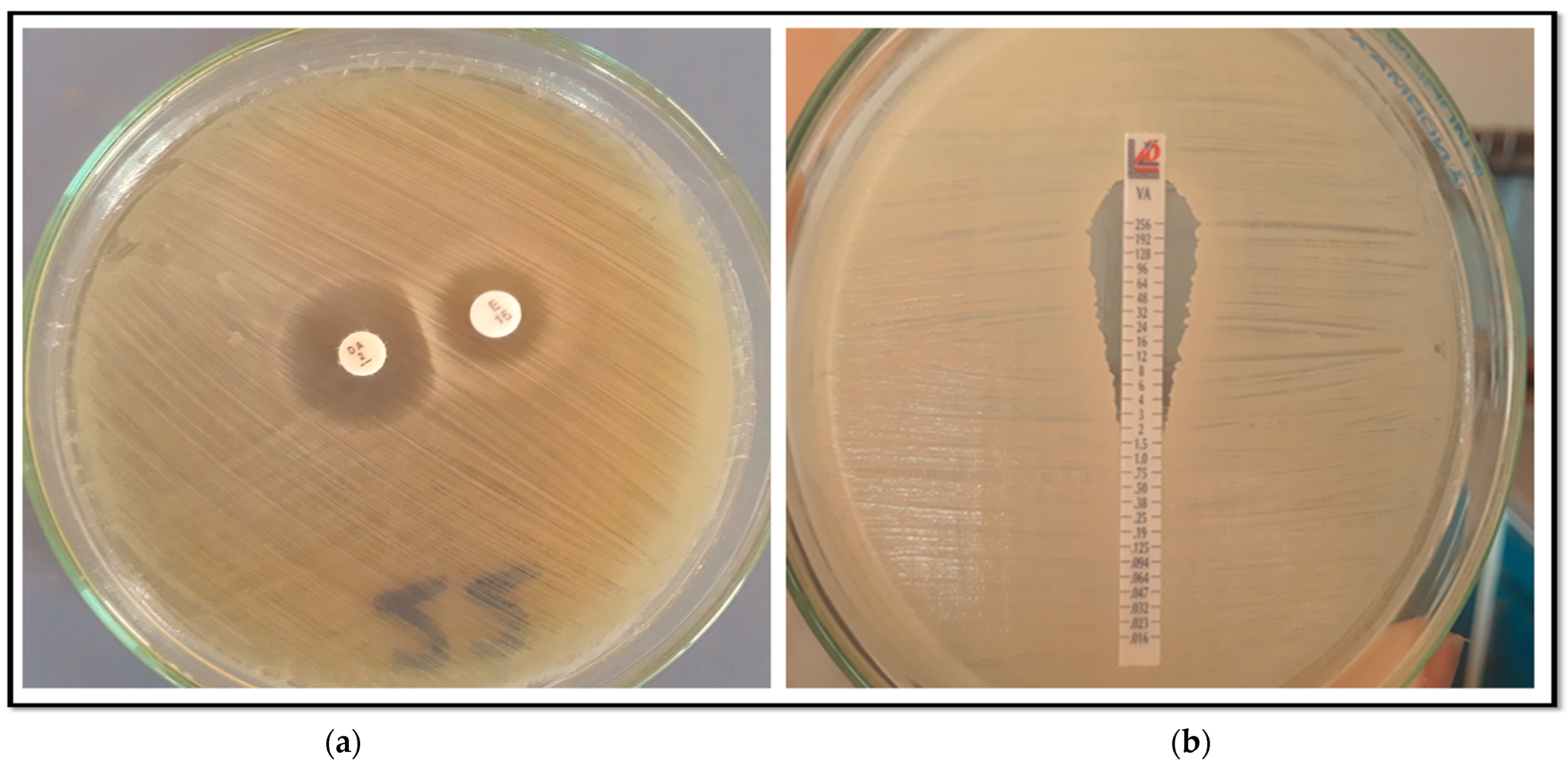 Pathogens 14 00705 g001 Pathogens 14 00705 g001
