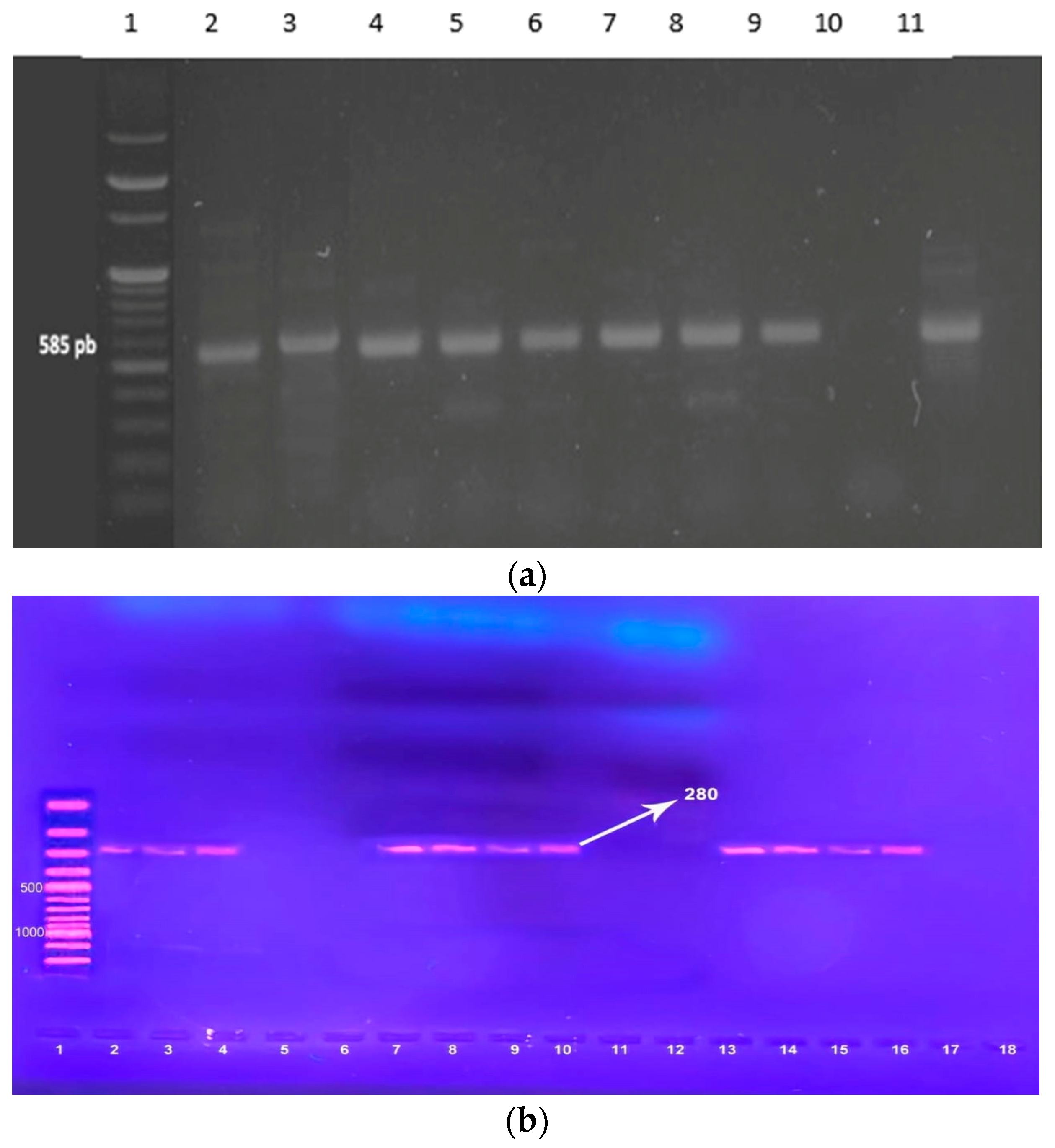 Pathogens 14 00705 g002 Pathogens 14 00705 g002