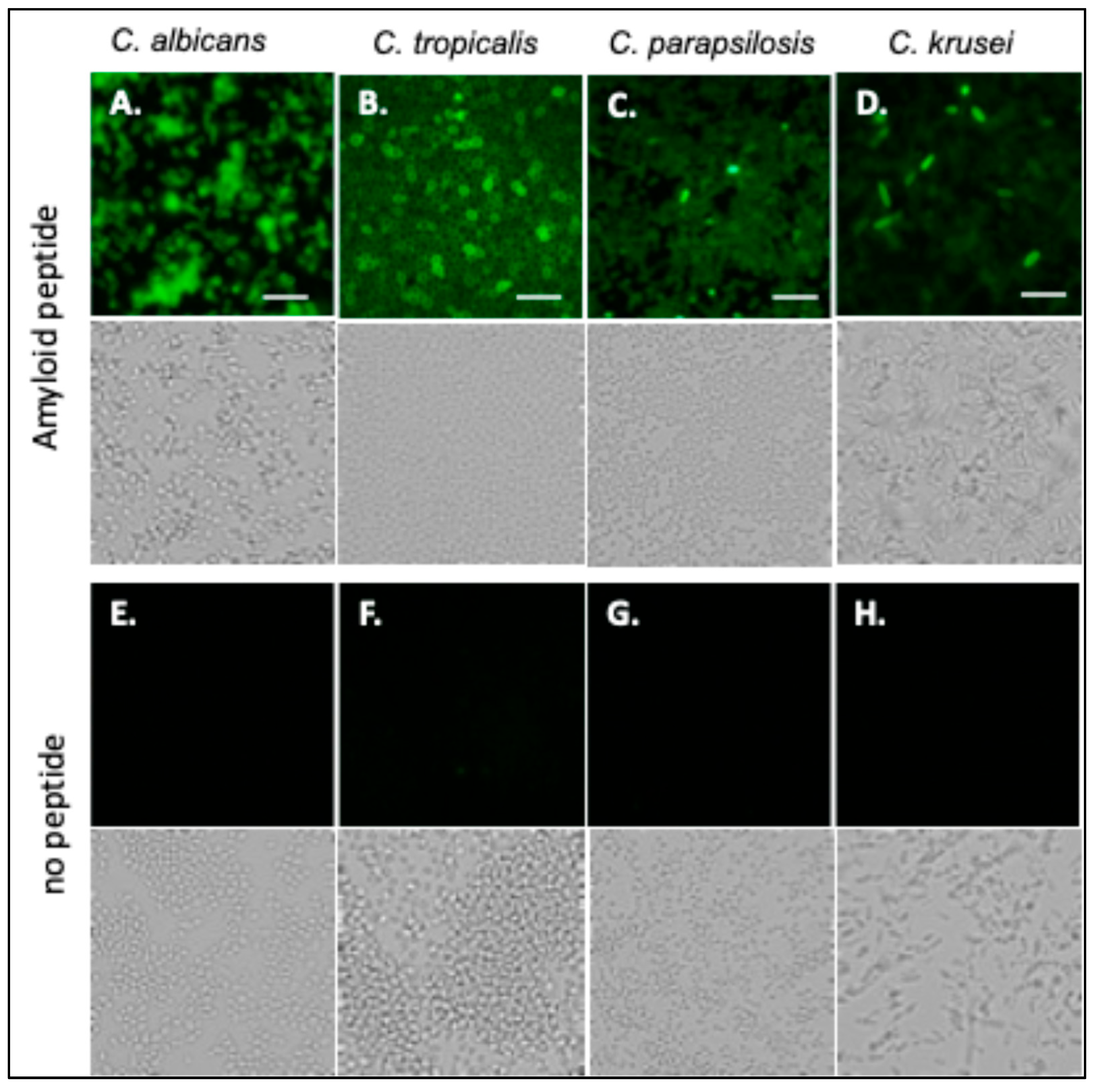 Pathogens 14 00723 g002