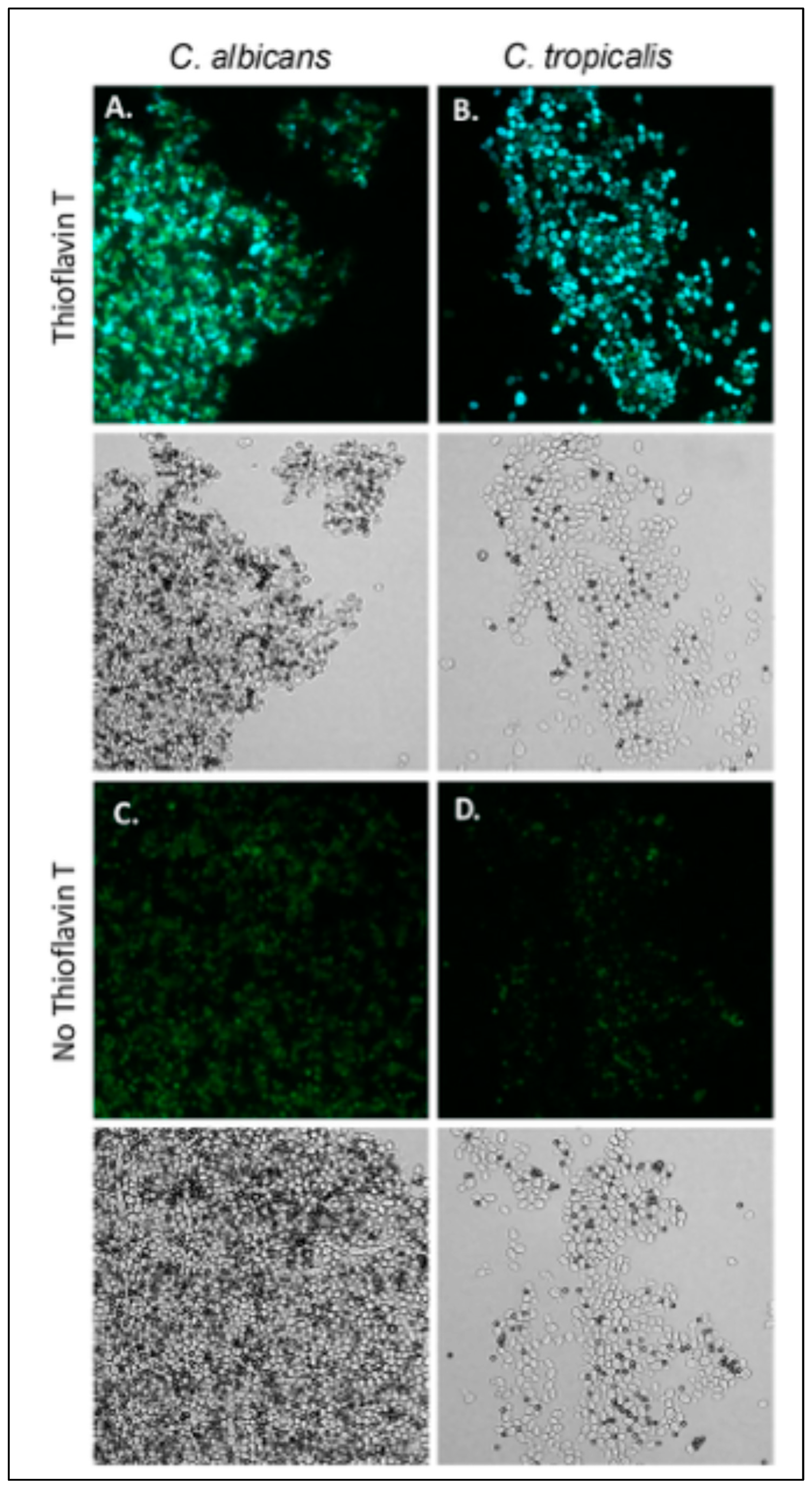 Pathogens 14 00723 g003
