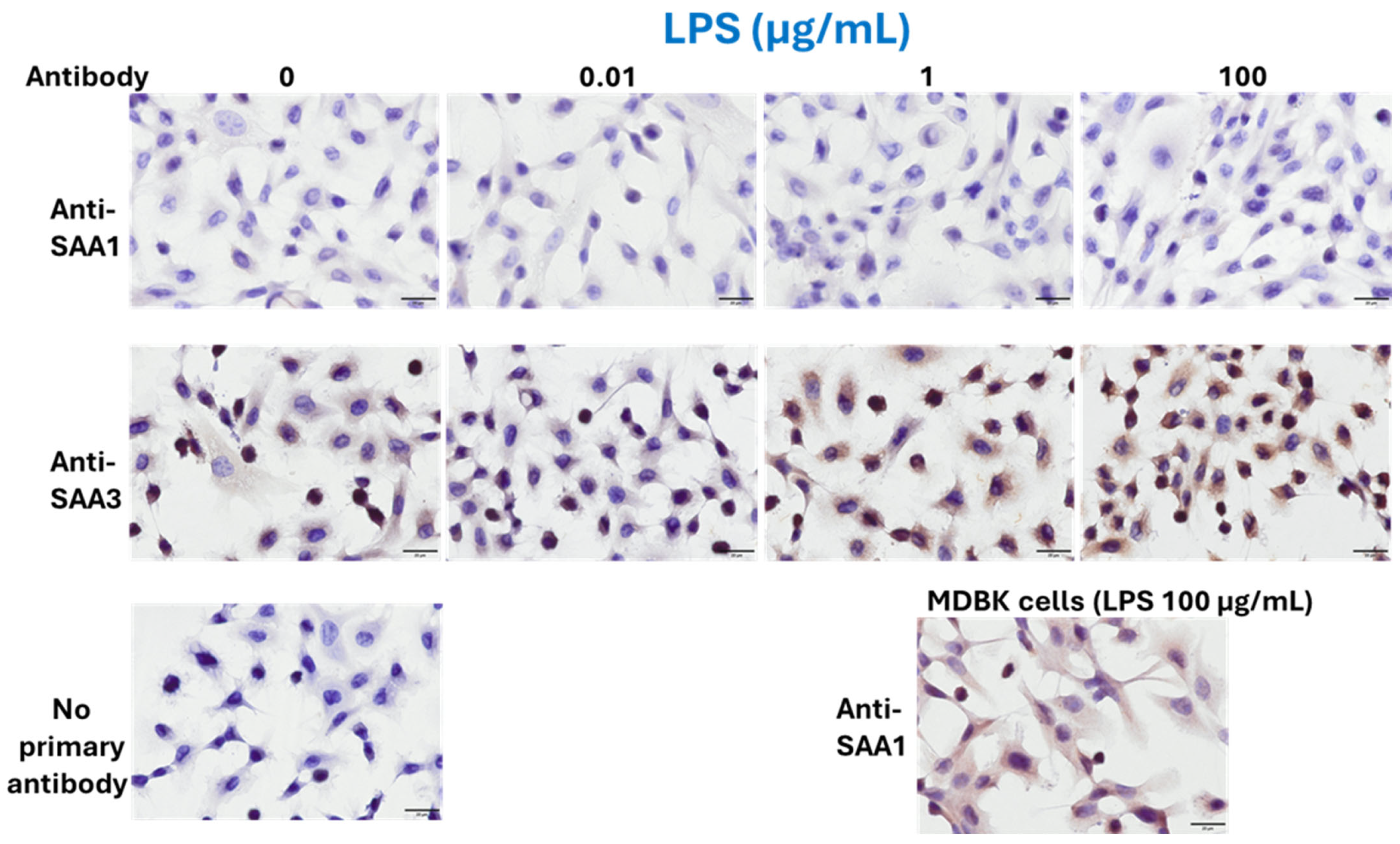 Pathogens 14 00729 g002